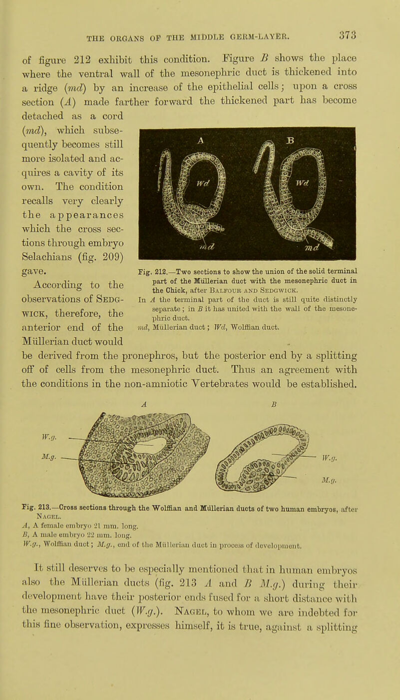 of figure 212 exhibit this condition. Figure B shows the place where the ventral wall of the mesonephric duct is thickened into a ridge {md) by an increase of the epithelial cells; upon a cross section {A) made farther forward the thickened part has become detached as a cord (ind), which subse- quently becomes still more isolated and ac- quii-es a cavity of its own. The condition recalls very clearly the appearances which the cross sec- tions through embryo Selachians (fig. 209) gave. Accoixling to the observations of Sedg- wick, therefore, the anterior end of the Milllerian duct would be derived from the pronephros, but the posterior end by a splitting off of cells from the mesonephric duct. Thus an agreement with the conditions in the non-amniotic Vertebrates would be established. Fig, 212.—Two sections to show the union of the solid terminal part of the Miillerian duct with the mesonephric duct in the Chick, after Balfour and Sedgwick. In A tlie terminal part of the duct is still c^uite distinctly separate ; in 5 it has united with the wall of the mesone- phric duct. md, Miillerian duct; Wd, WolflBan duct. Fig. 213.—Cross sections through the Wolffian and Miillerian ducts of two human embryos, after Naokl. A, A female enibiyo il mm. long. B, A male emliryo 22 mm. long. W.g., Wolffian duct; M.g., end of the Miilloriau duct in process of development. It still deserves to be e.speciiiHy mentioned that in human embryos also the Miillerian ducts (fig. 213 A and B M.g.) during their development have their posterior end.s fused for a short distance with the mesonephric duct {W.g.). Nagel, to whom we are indebted fo7- this fine observation, expresses himself, it is true, against n, splitting