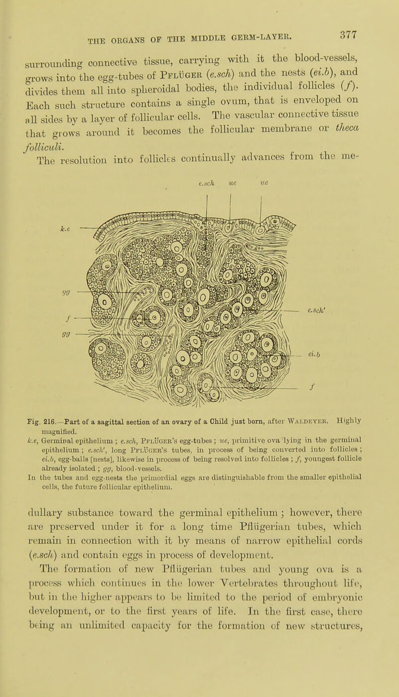 suvrouncUng connective tissue, carrying with it the blood-vessels, grows into the egg-tubes of Pfluger {e.sch) and the nests {ei.h), and divides them all into spheroidal bodies, tlie individual folhcles (/). Each such structure contains a single ovum, that is enveloped on aU sides by a layer of follicular cells. The vascular connective tissue that grows around it becomes the follicular membrane or theca folliculi. The resolution into folliclts continually advances from the me- e.sch' ei.b Fig. 216.—Part of a sagittal section of an ovary of a Child just born, aftor Waldeyer. Highly niagQified. k.e, GeimiDal epithelium ; c.sch, Pflugek's egg-tubes; ite, primitive ova Ijing in the germinal epithelium ; e.xch', long Pi'i/ufiER's tubes, iii process of being converted into follicles ; ei.O, egg-balls [nests], likewise in jirocess of being resolved into follicles ; /, youngest follicle aU'eady isolated ; gg, blood-vessels. In the tubes and egg iiests the primordi;il eggs are distinguishable fi'om the smaller epithelial cells, the future follicular eijithelium. dullary substance toward the germinal epithelium ; however, there are preserved under it for a long time Pfliigei-ian tubes, which remain in connection with it by means of narrow epithelial cords {e.sch) and contain eggs in process of devolopment. The formation of new Pflugerian tubes nnd young ova is a process wln'cli continues in the lower Vertebrates throughout life, but in the higher appears to be limited to the period of embryonic development, or to the first years of life. In the first case, there being an unlimited capacity for the formation of new structures,