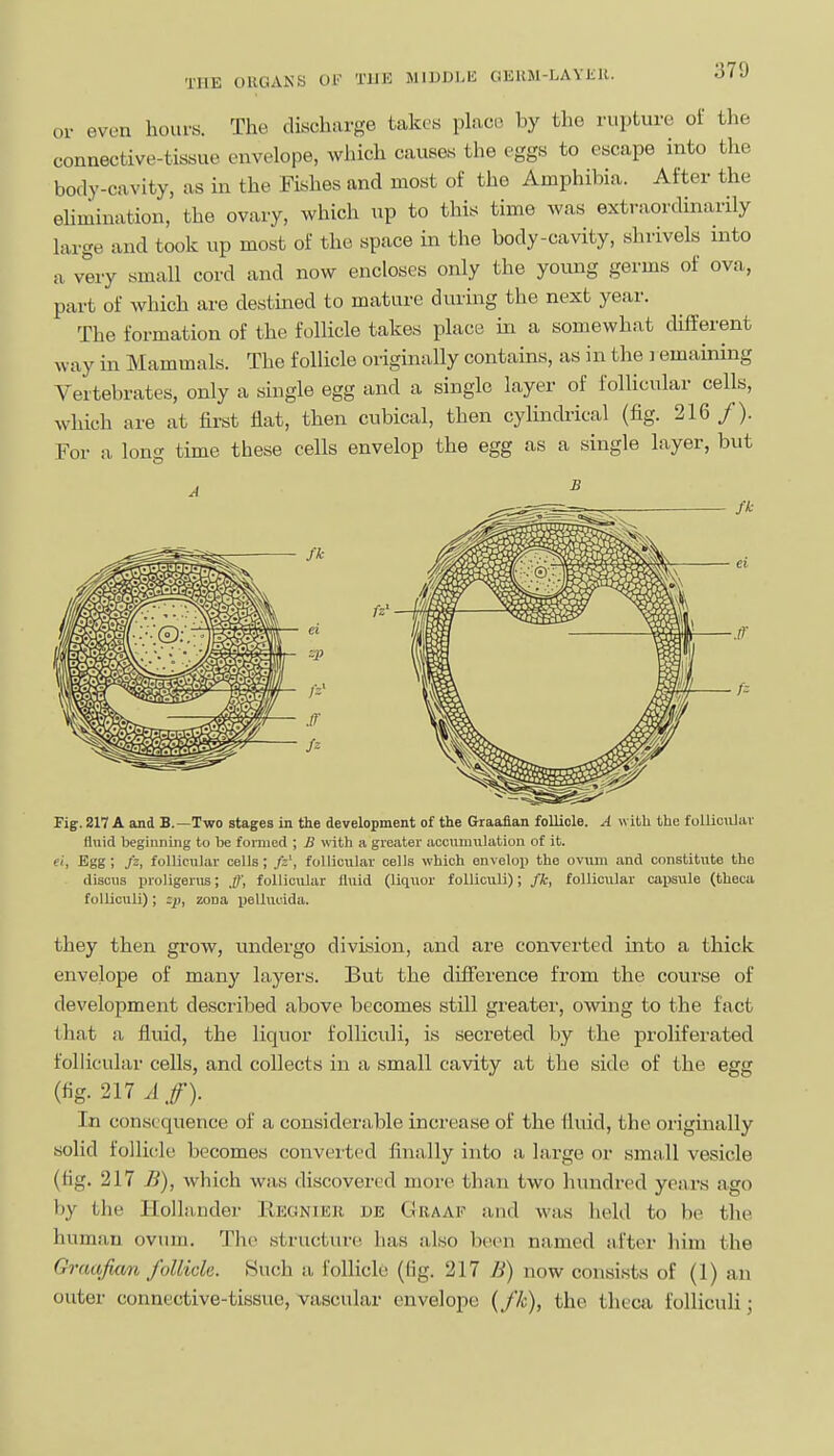 THE ORGANS OF TlIK MIDDI.li (iKUM-LAViill. or even hours. The discharge takes place by the rupture of tlie connective-tissue envelope, which causes the eggs to escape into the body-cavity, as in the Fishes and most of the Amphibia. After the elimination, the ovary, which up to this time was extraordinarily large and took up most of the space in the body-cavity, shrivels into a very small cord and now encloses only the young germs of ova, part of which are destined to mature during the next year. The formation of the follicle takes place m a somewhat different way in Mammals. The folhcle originally contains, as in the remaining Vertebrates, only a single egg and a single layer of follicular cells, which are at first flat, then cubical, then cylindrical (fig. 216 /). For a long time these cells envelop the egg as a single layer, but Fig. 217 A and B.—Two stages in the development of the Graaiian follicle. A w ith the folliculav fluid beginning to be formed ; £ with a greater accumulation of it. f>, Egg; fi, follicular cells; /:', follicular cells which envelop the ovum and constitute the discus proligerus; ff, follicular lluid (liquor folliculi); fk, follicular capsule (thecu foUiculi); zona pellucida. they then grow, undergo division, and are converted into a thick envelope of many layers. But the difference from the course of development described above becomes still greater, owing to the fact that a fluid, the liquor follicidi, is secreted by the proliferated follicular cells, and collects in a small cavity at the side of the egg (fig. 217 A f). In consequence of a considerable increase of the fluid, the originally solid follicde becomes converted finally into a largo or smsvll vesicle (fig. 217 J3), which was discovered more than two hundred years ago by the Hollander Regnieh de Cuaaf and was held to be the human ovum. The structure has also been named after him the Graafian J'oUick. Such a follicle (fig. 217 B) now consists of (1) an outer connective-tissue, vascular envelope {fk), the theca folliculi;