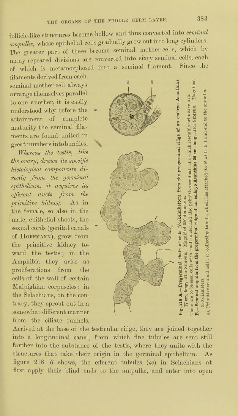 follicle-like structures become hollow and thus convertod into seminal ampuUre, whoso epithelial cells gradually grow out into long cylind(>rs. pai't of tlieso become seminal mother-cells, which by The greate many repeated divisions are converted into sixty seminal cells, each of which is metamorphosed into a seminal filament. Since the filaments derived from each seminal mother-cell always arrange themselves parallel to one another, it is easily understood why before the attainment of complete matiu-ity the seminal fila- ments are found united in great numbers into bundles. ]Vhereas the testis, like the ovary, draws its specific histological compo7ients di- rectly from the germinal epithelium, it acquires its efferent ducts from the jwimitive kidney. As in the female, so also in the male, epitlielial shoots, the sexual cords (genital canals of Hoffmann), grow from the primitive kidney to- ward the testis; in the Amphibia they arise as proliferations from the cells of the wall of certam Malpighian corpuscles; in the Selachians, on the con- trary, they sprout out in a somewhat different manner from the ciliate funnels. Arrived at the base of the testicular ridge, they are joined together into a longitudinal canal, from which fine tubules are sent still farther into the substance of the testis, where they unite with the structures that take their origin in the germinal epithelium. As figure 218 B shows, the efTeront tubides (sc) in Stdachians at first apply their blind ends to the anipulltc, and enter into open