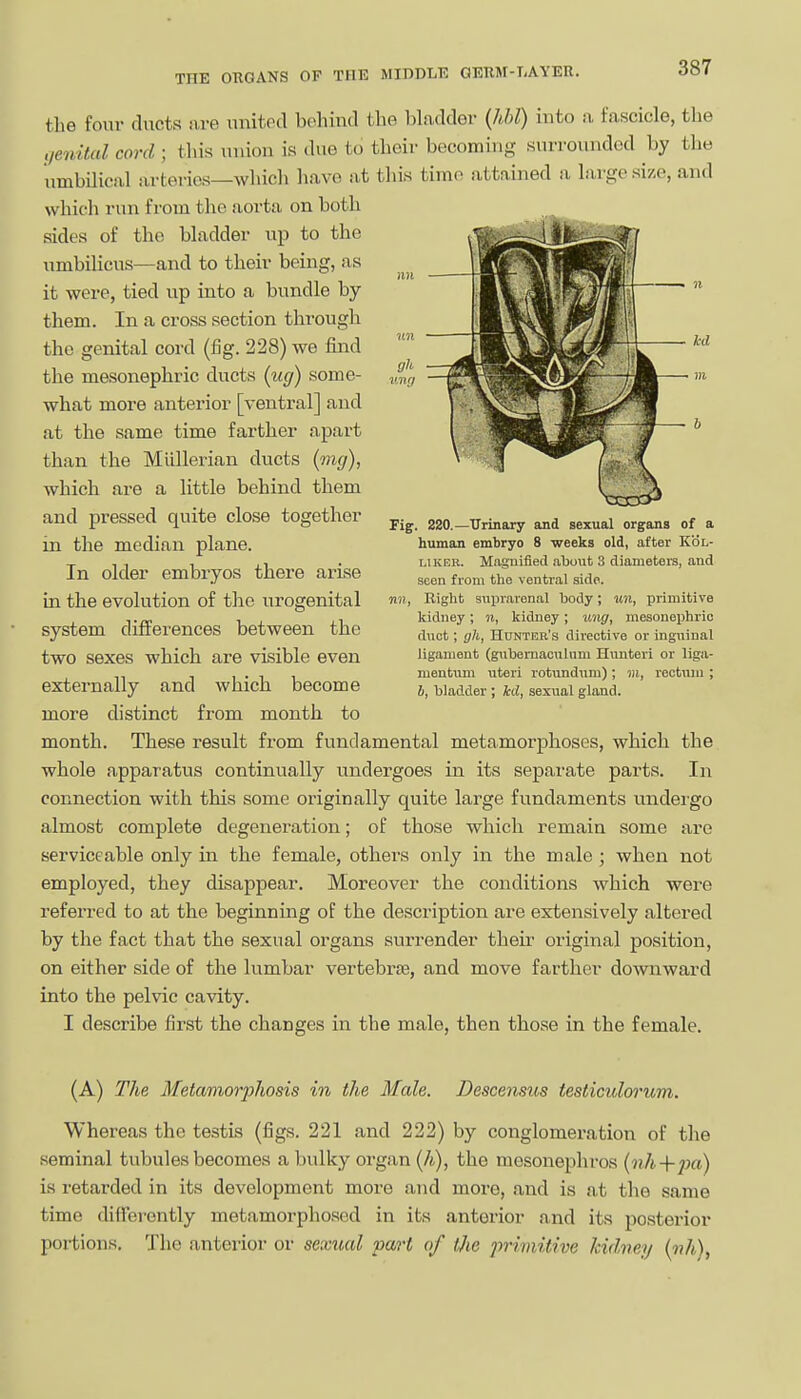 the four ducts are united behind the bladder {hhl) into a fascicle, the tienital cord \ this union is due to their becoming surrounded by the umbilical arteries—which have at this tim(> attained a large size, and which run from the aorta on both sides of the bladder up to the umbilicus—and to their being, as it were, tied up into a bundle by them. In a cross section through the genital cord (fig. 228) we find the mesonephric ducts [ug) some- what more anterior [ventral] and at the same time farther apart than the Milllerian ducts {mg), which are a little behind them and pressed quite close together in the median plane. In older embryos there arise in the evolution of the urogenital system differences between the two sexes which are visible even externally and which become more distinct from month to month. These result from fundamental metamorphoses, which the whole apparatus continually undergoes in its separate parts. In connection with this some originally quite large fundaments undeigo almost complete degeneration; of those which remain some are serviceable only in the female, others only in the male ; when not employed, they disappear. Moreover the conditions which were referred to at the beginning of the description are extensively altered by the fact that the sexual organs surrender their original position, on either side of the lumbar vertebrte, and move farther downward into the pelvic cavity. I describe first the changes in the male, then those in the female. (A) The Metaviorphosis in the Male. Descensus testiculoi'um. Whereas the testis (figs. 221 and 222) by conglomeration of tlie seminal tubules becomes a bulky organ (A), the mesonephros {nh+2)a) is retarded in its development more and more, and is at the same time diderently metamorphosed in its anterior and its posterior pox-tions. The anterior or sextml part of Uie primitive hidvey (vh), Tig. 220.—TTrinary and sexual organs of a human embryo 8 weeks old, after KoL- LiKER. Magnified about 3 diameters, and seen from the ventral side. nii, Right suprarenal hody; un, primitive kidney; n, kidney; ung, mesonephric duct; gh, Hunter's directive or inguinal ligament (gubemaoulnm Hunteri or liga- mentiim uteri rotundum) ; in, rectum ; b, bladder ; M, sexual gland.