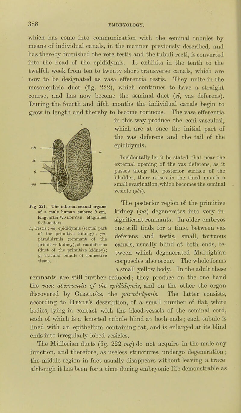 which has como into communication with the seminal tubules by- means of individual canals, in the manner previously described, and has thereby furnished the rete testis and thetubuli recti, is converted into the liead of the epididymis. It exhibits in the tenth to the twelfth week from ten to twenty short transverse canals, which are now to be designated as vasa efferentia testis. They unite in the mesonephric duct (fig. 222), which continvies to have a straiglit course, and has now become the seminal duct [si, vas deferens). During the fourth and fifth months the individual canals begin to grow in length and thereby to become tortuous. The vasa efferentia in this way produce the coni vasculosi, which are at once the initial part of the vas deferens and the tail of the epididymis. Incidentally let it be stated that near the external opening of the vas deferens, as it passes along the posterior surface of the bladder, there arises in the third month a small evagination, which becomes the seminal vesicle (s&Z). The posterior region of the primitive kidney (jm) degenerates into very in- significant remnants. In older embryos one still finds for a time, between vas deferens and testis, small, tortuous canals, usually blind at both ends, be- tween which degenerated Malpighian corpuscles also occur. The whole forms a small yeUow body. In the adult these remnants are still ftirther reduced; they produce on the one hand the vasa aberrantia of the epididymis, and on the other the organ discovered by Giraldes, the paradidymis. The latter consists, according to Henle's description, of a small number of flat, white bodies, lying in contact with the blood-vessels of the seminal cord, each of which is a knotted tubvile blind at both ends; each tubule is lined with an epithelium contaming fat, and is enlarged at its blind ends into irregularly lobed vesicles. The Miillerian ducts (fig. 222 mg) do not acquire in the male any function, and therefore, as useless structures, undergo degeneration ; the middle region in fact usually disappears without leaving a trace although it has been for a time during embryonic life demonstmble as Fig. 281.—The internal sexual organs of a male human eml>ryo 9 cm. long, after Wai.deyer. Magnified S diameters. Ii, Testis ; nh, epididymis (sexual part of tlie primitive kidney) ; pa, paradidymis (remnant of the primitive kidney); si, vas deferens (duct of the primitive kidney); g, vascular bundle of connective tissue.