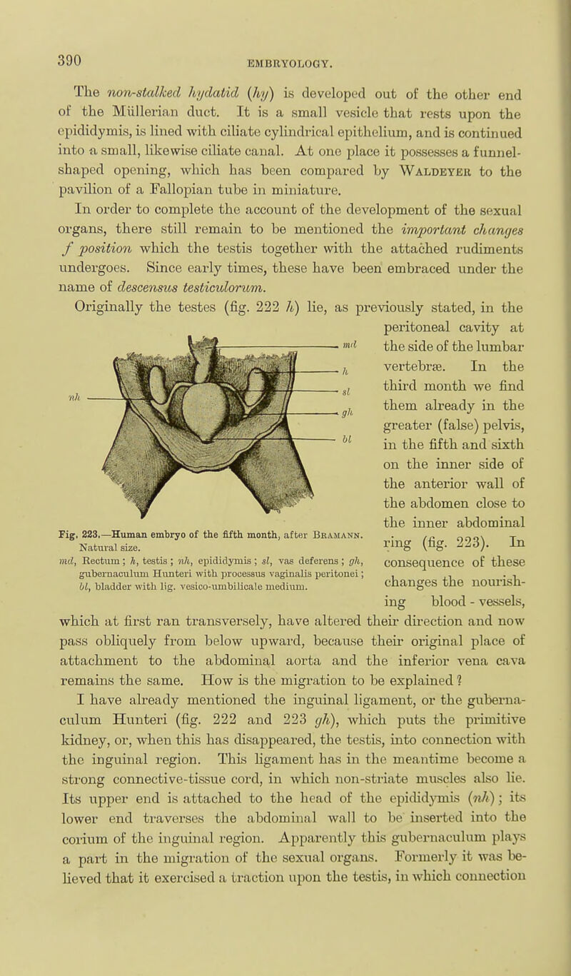 The non-stalked hydatid [hy) is developed out of the other end of the Miillerian duct. It is a small vesicle that rests upon the epididymis, is lined with ciliate cylindrical epithelium, and is continued into fi small, lUiewise ciliate canal. At one place it possesses a funnel- shaped opening, which has been compared by Waldeyeh to the pavilion of a Fallopian tube in miniature. In order to complete the account of the development of the sexual organs, there still remain to be mentioned the important changes f position which the testis together with the attached rudiments undergoes. Since early times, these have been embraced under the name of descensus testiculorum. Originally the testes (fig. 222 h) lie, as previously stated, in the peritoneal cavity at the side of the lumbar vertebrje. In the third month we find them already in the greater (false) pelvis, in the fifth and sixth on the inner side of the anterior wall of the abdomen close to the inner abdominal ring (fig. 223). In consequence of these changes the nourish- ing blood - vessels, which at first ran transversely, have altered theii* du-ection and now pass obliquely from below upward, because their oiiginal place of attachment to the abdominal aorta and the inferior vena cava remains the same. How is the migration to be explained 1 I have already mentioned the inguinal ligament, or the guberna- culum Hunteri (fig. 222 and 223 gh), which jauts the primitive kidney, or, when this has disappeared, the testis, into connection with the inguinal region. This hgament has in the meantime become a strong connective-tissue cord, in which non-striate muscles also lie. Its upper end is attached to the head of the epididjTnis {nh); its lower end traverses the abdominal wall to be inserted into the corium of the inguinal region. Apparently this gubernaculum plays a part in the migration of the sexual organs. Formerly it was be- lieved that it exercised a traction upon the testis, in which connection nh Fig. 283,—Human embryo of the fifth month, after Bkamann. Natural size. md. Rectum; k, testis ; nh, epididymis ; si, vas deferens ; gh, gubernaculum Hunteri with processus vaginalis jjeritonei; hi, bladder with lig. vesico-umbilicale medium.