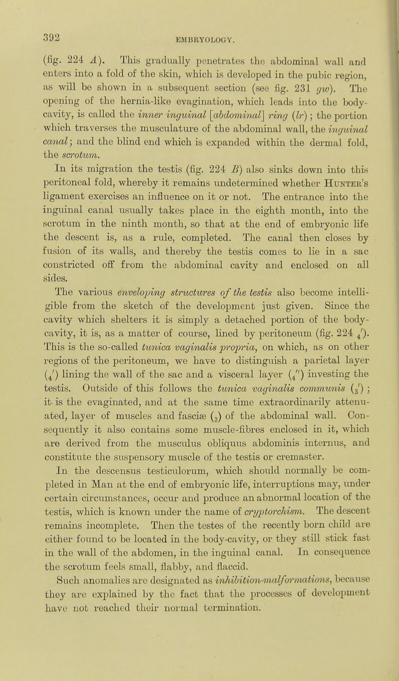 (fig. 224 A). This gradually penetrates the abdominal wall and enters into a fold of the slcin, which is developed in the pubic region, as will be shown in a subsequent section (sec fig. 231 r/w). The opening of the hernia-lilce evagination, which leads into the body- cavity, is called the inner inguinal [abdominal] ring (Ir); the portion which traverses the musculature of the abdominal wall, the inguinal canal; and the bhnd end which is expanded within the dermal fold, the so'otum. In its migration the testis (fig. 224 B) also sinks down into this peritoneal fold, whereby it remains undetermined whether Hunter's ligament exercises an influence on it or not. The entrance into the inguinal canal usiially takes place in the eighth month, into the scrotum in the ninth month, so that at the end of embryonic life the descent is, as a rule, completed. The canal then closes by fusion of its walls, and thereby the testis comes to lie in a sac constricted off from the abdominal cavity and enclosed on all sides. The various enveloping structures of the testis also become intelli- gible from the sketch of the development just given. Since the cavity which shelters it is simply a detached portion of the body- cavity, it is, as a matter of course, lined by ^aeritoneum (fig. 224 This is the so-called tionica vaginalis 2)ro2iria, on which, as on other regions of the peritoneum, we have to distinguish a parietal layer (4') lining the wall of the sac and a visceral layer (4) investing the testis. Outside of this follows the tunica vaginalis communis (3') ; it is the evaginated, and at the same time extraordiuarUy attenu- ated, layer of muscles and fascia (3) of the abdominal wall. Con- sequently it also contains some muscle-fibres enclosed in it, which are derived from the musculus obliquus abdominis internus, and constitute the suspensory muscle of the testis or cremaster. In the descensus testiculorum, which should normally be com- pleted in Man at the end of embryonic life, interruptions may, under certain cii'cumstances, occur and produce an abnormal location of the testis, v^hich is known under the name of cryptorchisrm. The descent remains incomplete. Then the testes of the recently born child are either found to be located in the body-cavity, or they still stick fast in the wall of the abdomen, in the inguinal cjinal. In consequence the scrotum feels small, flabby, and flaccid. Such anomalies are designated as inhibition-malforDiations, because they are explained by the fact that the processes of development have not reached thcii' uoi'mal termination.