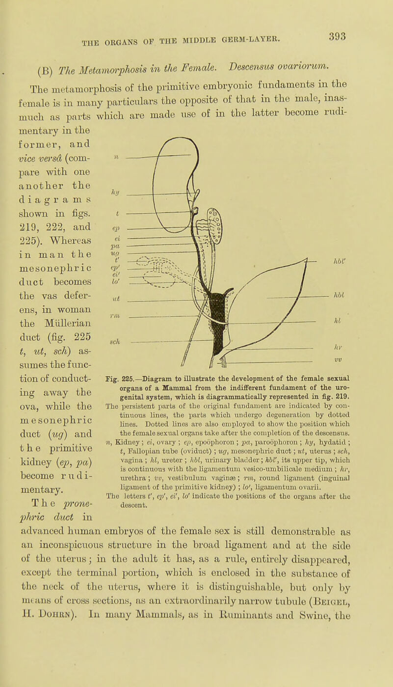 (B) The Metamorphosis in the Female. Descensus ovariorum. The metamorphosis of the primitive embryonic fundaments in the female is in many particulars the opposite of that in the male, inas- much as parts which are made use of in the latter become rudi- mentary in the former, and vice vei'Sit (com- pare with one another the diagrams shown in figs. 219, 222, and 225). Whereas in man the mesonephr ic duct becomes the vas defer- ens, in woman the Miillerian duct (fig. 225 t, ut, sch) as- sumes the func- tion of conduct- ing away the ova, while the mesonephric duct (ug) and the primitive kidney (e^;, jja) become rudi- mentary. The prone- 2)hric duct in advanced human embryos of the female sex is still demonstrable as an inconspicuous structure in the broad ligament and at the side of the uterus; in the adult it has, as a rule, entirely disappeared, except the terminal portion, which is enclosed in the substance of the neck of the uterus, where it is distinguishable, but only by mi ans of cross sections, as an extraordinarily narrow tubule (Beigel, H. Dohun). la many Mammals, as in Uuminants and Swine, the IM- IM Id III- Pig. 225.—Diagram to illustrate the development of the female sexual organs of a Mammal from the indifferent fundament of the uro- genital system, which is diagrammatioally represented in fig. 219. The persistent parts of the original fundament are indicated by con- tinuous lines, the parts which undergo degeneration by dotted lines. Dotted lines are also enniloyed to show the position which the female sexual organs take after the completion of the descensus. n, Kidney ; ei, ovary ; cp, epoiiphoron ; pa, paroophoron ; hy, hydatid ; {, Fallopian tube (oviduct) ; ug, mesonephric duct; ul, utenis ; scli, vagina ; Id, m'etor ; hbl, urinaiy bladder ; hbl', its iipper tij), which is continuous with the ligamentum vesioo-umbilicale medium ; hi; methra; vv, vestibuhim vaginae; nii, round ligament (inguinal ligament of the iirimitive kidney) ; lo', Ugamentum ovarii. The letters I', cj)', ci', lo' Indicate the positions of the organs after the descent.