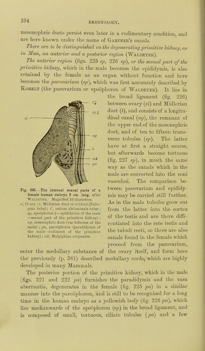 EMBRY0L06Y. mesonephric ducts persist even later in a rudimentary condition, and are here known under the name of Gartner's canals. There are to he distinguished on the degenerating jmmitivekidnei/, as in Man, an anterior and a 2Msterior region (Waldeyer). The anterior region (figs, 225 ep, 226 e|j), or the sexual jmrt of tlie primitive kidney, which in the male becomes the epididymis, is also retained by the female as an organ without function and here becomes the parovarium {ep), which was first accurately described by KoBELT (the parovarium or epobphoron of Waldeyer). It lies in the broad ligament (fig. 226) between ovary (ei) and Miillerian duct [t), and consists of a longitu- dinal canal {iig), the remnant of the upper end of the mesonephric duct, and of ten to fifteen trans- verse tubules [ep). The latter have at fir-st a straight com-se, but afterwards become tortuous (fig. 227 ep), in much the same way as the canals which in the male are converted into the coni vasculosi. The comparison be- tween parovarium and epididy- mis may be carried still further. As in the male tubides grow out from the latter into the cortex of the testis and are there difie- rentiated into the rete testis and the tubuli recti, so there are also canals found in the female which proceed from the pai'ovarium, enter the medullary substance of the ovary itself, and form here the previously (p. 381) described medullary cords, which are highly developed in many Mammals. The posterior portion of the primitive kidney, which in the male (figs. 221 and 222 ji;a) furnishes the paradidymis and the vasa aberrantia, degenerates in the female (fig. 225 pa) in a similar manner into the jaaroophoron, and is still to be recognised for a long time in the human embryo as a yellowish body (fig. 226 pa), which lies median wards of the epoophoron (ep) in the broad ligament, and is composed of small, tortuous, cihate tubules (pa) and a few Fig. 226.—The internal sexual parts of a female human embryo 9 cm. long, after Waldeyer. Magnified 10 diameters. ei, Ovary ; t, Miillerian diicb or oviduct (Fallo- pian tube); t', ostium abdominale tubse , ep, epoophoron (= epididymis of the male —sexual xjart of the primitive kidney) ; ug, mesonephric duct (vas deferens of the male) ; jra, paroophoron (paradidymis of the male—rudiment of the primitive kidney) ; mk, Malpighiaa coiirascles.