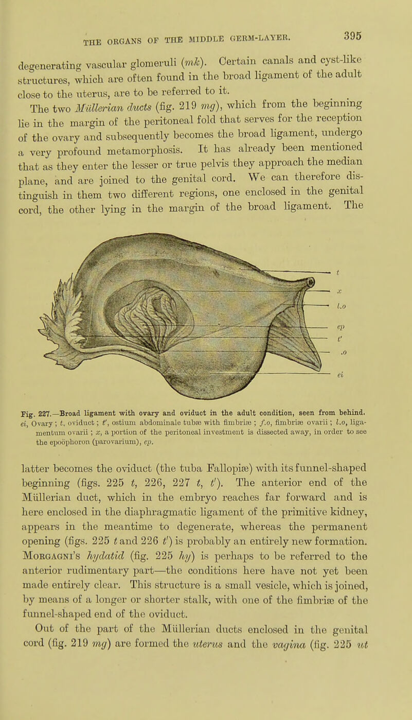 degenerating vascular glomeruli {mk). Certain canals and cyst-like structures, which are often found in the broad ligament of the adult close to the uterus, are to be referred to it. The two Miillerian ducts (fig. 219 mg), which from the beginning lie in the margin of the peritoneal fold that serves for the reception of the ovary and subsequently becomes the broad hgament, undergo a very profound metamorphosis. It has already been mentioned that as they enter the lesser or true pelvis they approach the median plane, and are joined to the genital cord. We can therefore dis- tinguish in them two different regions, one enclosed in the genital cord, the other lying in the margin of the broad ligament. The X L.o L' Fig. 227.—Broad ligament with ovary and oviduct in the adult condition, seen from behind. ei, Ovary ; t, oviduct; t', ostium abdominale tubie with fimbriaj; f.o, fimbrife ovarii ; l.o, liga- mentum ovarii ; a, a jjortion of the peritoneal inveatmeut is dissected away, iu order to see the epoophoron (parovarium), ep. latter becomes the oviduct (the tuba Fallopise) with its funnel-shaped beginning (figs. 225 t, 226, 227 t, t'). The anterior end of the Miillerian duct, which in the embryo reaches far forward and is here enclosed in the diaphragmatic ligament of the primitive kidney, appears in the meantime to degenerate, whereas the permanent opening (figs. 225 t and 226 t') is probably an entirely new formation. MoRGAGNi's hydatid (fig. 225 hy) is perhaps to be referred to the anterior rudimentary part—the conditions here have not yet been made entirely clear. This structure is a small vesicle, which is joined, by means of a longer or shorter stalk, with one of the fimbriae of the funnel-shaped end of the oviduct. Out of the part of the Miillerian ducts enclosed in the genital cord (fig. 219 mcj) are formed the uterus and the vagina (fig. 225 ^^t