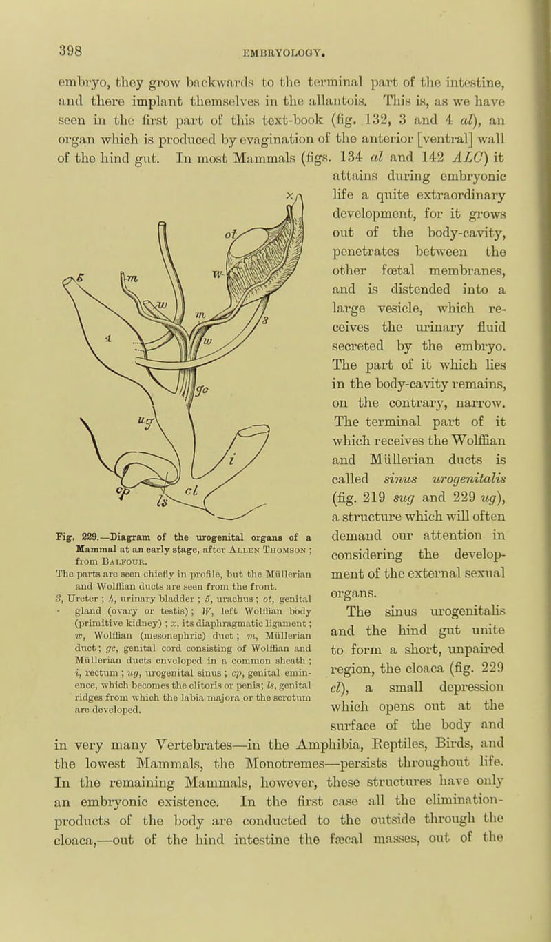 embryo, they grow backwards to the terminal part of the intestine, and there implant themselves in the allantois. This is, as we have seen in the first part of this text-book (fig. 132, 3 and 4 at), an organ which is produced by uvagination of the anterior [ventral] wall of the hind gut. In most Mammals (figs. 134 al and 142 ALC) it attains during embryonic XA life a quite extraordinary development, for it grows out of the body-cavity, penetrates between the other foetal membranes, and is distended into a large vesicle, which re- ceives the lu'inary fluid secreted by the embryo. The part of it which lies in the body-cavity remains, on the contrary, narrow. The terminal part of it which receives the Wolffian and Miillerian ducts is called sinus urogenitalis (fig. 219 sug and 229 ug), a structure which will often demand our attention in considering the develop- ment of the external sexual organs. The sinus urogenitalis and the hind gut unite to form a short, unpau-ed region, the cloaca (fig. 229 cl), a small depression which opens out at the surface of the body and in very many Vertebrates—in the Amphibia, Eeptiles, Birds, and the lowest Mammals, the Monotremes—persists througliout life. In the remaining Mammals, however, these structures have only an embryonic existence. In the first case all the elimination- products of the body are conducted to the outside through the cloaca,—out of the hind intestine the frecal mas.ses, out of the Fig, 229.—Diagram of the urogenital organs of a Mammal at an early stage, after Allen Thomson ; from Balfour. The parts are seen chiefly in profile, but the Miillerian and Wolffian ducts are seen from the front. 3, Ureter ; I,, urinary bladder ; 5, urachua ; ot, genital gland (ovary or testis); IF, left Wolffian body (l)rimitive kidney); its diaphragmatic ligament; in, Wolfliaa (meaonephric) duct; m, Miillerian duct; gc, genital cord conaisting of Wolffian and Miillerian ducts enveloped in a common sheath ; i, rectum ; ug, \uogenital sinus ; cp, genital emin- ence, which becomes the clitoris or ijenis; Is, genital ridges from which the labia majora or the scrotum are develojjed.