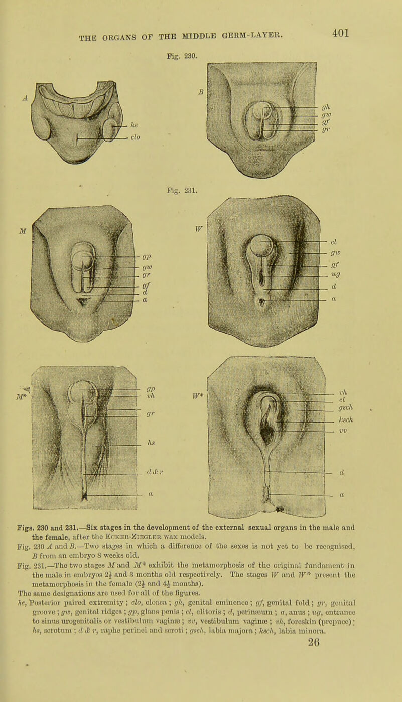 Fig. 230. Figs. 230 and 231.—Six stages in the development of the external sexual organs in the male and the female, after the B(;keu-Ziegleu wiix iiioduls. Fiy. i.iO A iuid B.—Two stages in which a dilTurenco of the sexes is not yot to bo recognised, B from an en\bryo 8 weeks old. Fig. 231.—The two stages ill and J/* exliibit the motaiuorphosis of the original fundament in the male in embryos 2J and 3 months old re3i)ootivoly. The stages W and W* i>repcnt the motamorphosis in the female (2J and -li months). The same designations are used for all of the figures. hr, Posterior iiairod oxtromity ; do, cloaca; yh, genital eminence; (if, genital fold; gr, genital groove ; gm, genital ridges ; gji, glans iienis ; cl, clitoris ; d, perimuum ; a, anus ; vij, entrance to siniis urogeuitalis or vcstibuluni vaginio; vo, vestibulum vagina); vh, foreskin (xn-epuce); hs, scrotum ; d iC r, raphe i)orinei and scroti; gsck, labia majora; kscli, labia luinoia. 2G