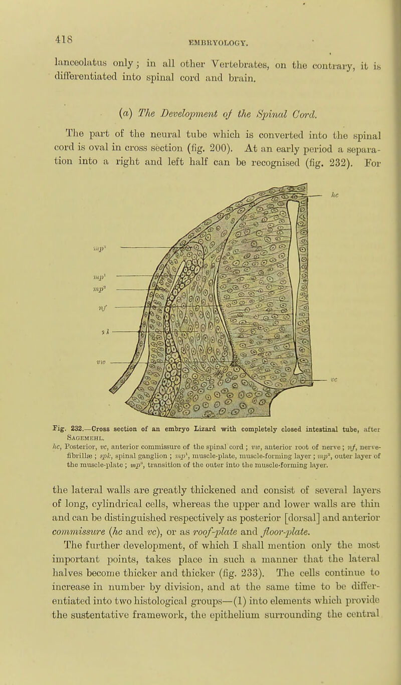 EMBUYOLOGY, hinceolatus only; in all other Vertebrates, on the contrary, it is differentiated into spinal cord and brain. («) The Develojyment of the Spinal Gwd. The part of the neural tube which is converted into the spinal cord is oval in cross section (fig. 200). At an early period a separa- tion into a right and left half can be recognised (fig. 232). For Pig. 232 Cross section of an embryo Lizard with completely closed intestinal tube, after Saqemehl. he. Posterior, m, anterior commissure of the spina) cord ; vw, anterior root of nerve; nj, nerve- fibrillfe ; sj)/;, spinal ganglion ; muscle-plate, muscle-forming layer ; inp, outer layer of the muscle-plate; inp, transition of the outer into the muscle-forming layer. the lateral walls are greatly thickened and consist of several layers of long, cylindrical cells, whereas the upper and lower wails are thin and can be distinguished respectively as posterior [dorsal] and anterior commissure {he and vc), or as roof-plate and Jloor-])late. The further develoj)ment, of which I shall mention only the most important points, takes place in such a manner tliat the lateral halves become thicker and thicker (fig. 233). The cells continue to increase in number by division, and at the same time to be differ- entiated into two histological groups—(1) into elements which provide the sustentative framework, the epithelium surrounding the central