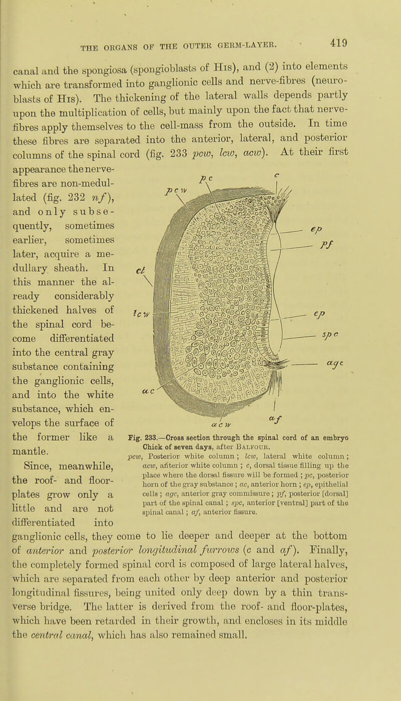 canal and the spongiosa (spongioblasts of His), and (2) into elements which are transformed into ganglionic cells and nerve-fibres (neuro- blasts of His). The thickening of the lateral walls depends partly upon the multiplication of cells, but mainly upon the fact that nerve- fibres apply themselves to the cell-mass from the outside. In time these fibres are separated into the anterior, lateral, and posterior columns of the spinal cord (fig. 233 pew, lew, acw). At their first appearance the nerve- fibres are non-medul- lated (fig. 232 nf), and only subse- quently, sometimes earlier, sometimes later, acquire a me- dullary sheath. In this manner the al- ready considerably thickened halves of the spinal cord be- come difierentiated into the central gray substance containing the ganglionic cells, and into the white substance, which en- velops the surface of the former like a mantle. Since, meanwhile, the roof- and floor- plates gi'ow only a little and are not cUfferentiated into ganglionic cells, they come to lie deeper and deeper at the bottom of anterior and posterior lonc/ituclinal fiurroios (c and af). Finally, the completely formed spinal cord is composed of large lateral halves, which are separated from each other by deep anterior and posterior longitudinal fissures, being united only deep down by a thin trans- verse bridge. The latter is derived from the roof- and floor-plates, which have been retarded in their growth, and encloses in its middle the central canal, which has also remained small. Fig. 233.—Cross section through the spinal cord of an embryo Chick of seven days, after Balfour. 'j)cw, Posterior white column; lew, lateral white column; acw, atiterior white column ; c, dorsal tissue filling up the place where the dorsiil fissure will be formed ; pc, posterior horn of the gi ay substance ; ac, anterior hom ; ep, epithelial cells ; ngc, anterior gi'ay comiuissiu'e; pf, xiosterior [dorsfvl] part of the spinal canal; spc, anterior [ventral] part of the spinal uvnal; af, anterior fissure.