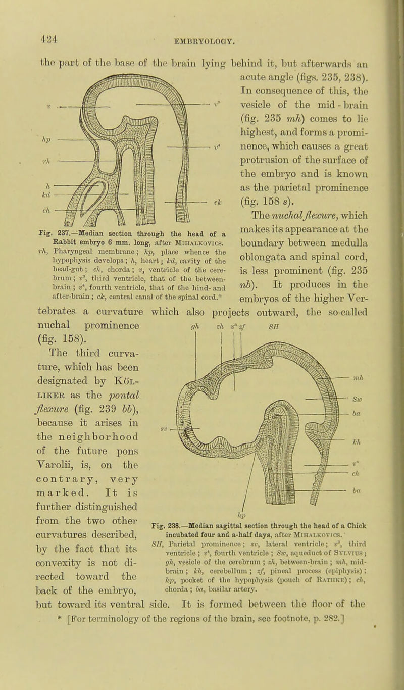 - ck Tig, 237.—Median section through the head of a Rabbit embryo 6 mm. long, after Miualkovics. Pharyngeal membrane; ?t.p, place whence the byiMphysis develops; /(, heart; M, cavity of tlie liead-gut; ch, chorda; v, ventricle of the cere- brum; v', third ventricle, that of the hetween- brain ; i;*, fourth ventricle, that of the hind- and after-brain ; ck, central canal of the spinal cord.'' rh. the part of tlie base of the brain lying behind it, but afterwards an acute angle (figs. 235, 238). In consequence of this, the vesicle of the mid - brain (fig. 235 mh) comes to lie highest, and forms a promi- nence, which causas a great protrusion of the surface of the embryo and is kno^vn as the parietal prominence (fig. 158 s). The nuchal Jlexure, which makes its appearance at the boundary between medulla oblongata and spinal cord, is less prominent (fig. 235 nh). It produces in the embryos of the higher Ver- tebrates a curvature which also projects outward, the so-called nuchal prominence (fig. 158). The third curva- ture, which has been designated by Kol- LiKER as the pontal Jlexure (fig. 239 bh), because it arises in the neighborhood of the future pons Varolii, is, on the contrary, very marked. It is further distinguished from the two other curvatures described, by the fact that its convexity is not cU- rected toward the back of the embryo, but toward its ventral side. It is formed between the floor of the * [For terminology of the regions of the brain, see footnote, p. 282.] Fig. 238.—median sagittal section through the head of a Chick incubated four and a-half days, after Mihalkovios. SIT, Parietal prominence; si\ lateral ventricle; n', third ventricle ; j>', fourth ventricle ; Sic, aqueduct of Sylvius ; yh, vesicle of the cerebrum ; :h, between-brain ; vih, mid- brain ; kh, cerebellum; ;:/, pineal process (epiphysis); hp, ])ockot of the hypophysis (iioiich of Rathkk) ; ch, chorda ; ha, basilar artery.