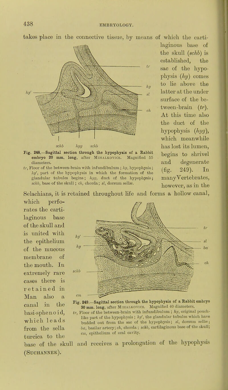 takes place in the connective tissue, by Fig. 248.—Sagittal section through the hypophysis of a Rabbit embryo 20 mm. long, after Miiialkovics. Magnified 55 diametei'S. li; Floor of the between-brain with infundibulum; hi/, hypophysis ; h)/', i)art of the hypophysis in which the formation of the glandular tubules begins; hyg, duct of the hypoiihysis; schb, base of the skull; c/t, chorda; si, doraum seUse. means of whicli the carti- laginous base of the skull (schb) is established, the sac of the hypo- physis {%) comes to lie above the latter at the under surface of the be- tween-brain (tr). At this time also the duct of the hyijophysis (hyg), which meanwhile has lost its lumen, begins to shrivel and degenerate (fig. 249). In many Vertebrates, however, as in the hi/ si cIl Selachians, it is retained throughout life and forms a hollow canal, which perfo- rates the carti- laginous base of the skull and is united with the epithelium of the mucovis membrane of the mouth. In extremely rare cases there is retained in Man also a canal in the basi-sphenoid, which leads from the sella turcica to the base of the skull (Suciiannek). sckb Fig. 249.—Sagittal section through the hypophysis of a Babbit embryo 30 mm. long, after Miiialkovics. Magnified -10 dianieturs. ir, Floor of the botween-brain with infuudibuluni; h;i, oripinal )>ouch- liko part of the hypophysis ; hi/', the glandular tubules whicli have budded out from the sac of the hypophysis; si, dorsum sella!; iM, blusilar artery; ch, chorda ; schb, cjirtilaginous base of the skull; cm, opitholimu of oral cavity. and receives a prolongation of the hypophysLs