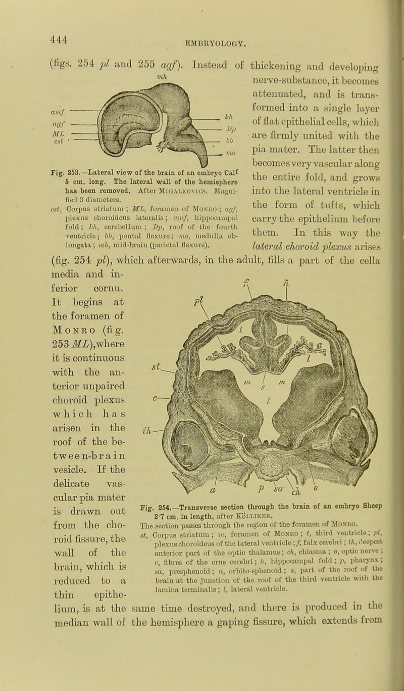 I5MBUY0L0GY. Fig. 253.—Lateral view of the brain of an embryo Calf 6 cm. long. The lateral wall of the hemisphere has been removed. After Mihalkovics. Magni- fied 3 cUaiuoters. vsl, Coii)US striatum ; ML, foraiiieii of Monro ; di/f, lilexus choroideus lateralis; avif, lui)i)ucanii)al fold; kh, cei-ebellum ; Dp, root of the fourth ventricle; bO, pontal llo.X-ure; mo, medulla ob- longata ; mh, mid-braiii (parietal fle.\ui'e). (figs. 254 and 255 agf). Instead of thickening and developing nerve-substance, it becomes attenuated, and is trans- formed into a single layer of flat epithelial colls, which are fii-mly united with the pia mater. The latter then becomes very vascular along the entii'e fold, and grows into the lateral ventricle in the form of tufts, which carry the epithelium before them. In this way the lateral choroid jjlexus ai-ise.s (fig. 254 pi), which afterwards, in the adult, fills a part of the cella media and in- ferior cornu. ■ It begins at t\ the foramen of M 0NE o (fig. 253 iIfZ;),where it is continuous with the an- terior unpaii-ed choroid plexus which has arisen in the roof of the be- twee n-br ain vesicle. If the deHcate vas- cular pia mater is drawn out from the cho- roid fissure, the wall of the brain, which is reduced to a Fig. 254,—Transverse section through the brain of an embryo Sheep 2 7 om. in length, after Kolliker. The section passes through the region of the foramen of MoXRO. St, Corpus stri.itum ; 7», foramen of Mosno ; t, third ventricle; pi, plexuscUoroidoiis of the lateral ventricle;/, falx cerebri; «;i,i!cepcst anterior part of the optic thalamus; c/i, chiasma ; o, optic nerve ; (!, fibres of the crus cerebri; h, hippocjimpal fold; pharj-nx; «a, prosphonoid; a, orbito-splienoid; s, part of the roof of the brain at the junction of the roof of the tliii-d ventricle with the ,, . ..1 lamina torminalis; J, lateral ventricle. thin epithe- lium, is at the same time destroyed, and there is produced in the median wall of the hemisphere a gaping fissure, which extends fi-om