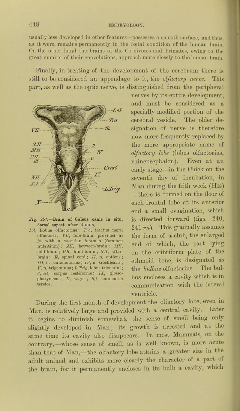 usually less developed in other features—possesses a smooth surface, and thus, as it were, roni.iins permanently in the I'oetal condition of the human brain. On the other liiind the brains of the C'arniv(n-es and I'rimates, owing to the great number of their convolutions, approaoli more closely to the human brain. Finally, in treating of the development of the cerebrum there is still to be considered an appendage to it, the olfactory nerve. This part, as well as the optic nerve, is dLstinguished from the pei-ipheral nerves by its entire development, and must be considered as a specially modified portion of the cerebral vesicle. Tlie older de- signation of nerve is therefore now more frequently replaced by the more appropriate name of olfactory lobe (lobus olfactorius, rhinencephalon). Even at an early stage—in the Chick on the seventh day of incubation, in Man daring the fifth week (His) —there is formed on the floor of each frontal lobe at its anterior end a small evagination, which is directed forward (figs. 240, 241 rn). This gradually assumes the form of a club, the enlarged end of which, the part lying on the cribriform plate of the ethmoid bone, is designated as the hulbus olfactorius. The bul- bus encloses a cavity which is in communication with the lateral ventricle. During the first month of development the olfactory lobe, even in Man, is relatively large and provided with a central cavity. Later it beguis to diminish somewhat, the sense of smell being only slightly developed in Man; its growth is arrested and at the same time its cavity also disappears. In most Mammals, on tlie contrary,—whose sense of smell, as is well known, is more acute than that of Man,—the olfactory lobe attains a greater size in the adult animal and exhibits more clearly the character of a part of the brain, for it permanently encloses in its bulb a cavity, which Fig. 257.—Brain of Galeus canis in situ, dorsal aspect, after Eohon. Lol, Lobua olfactorius; Tro, tractus nervi olfactorii; VH, fore-brain, provided at fn with a vascular foramen (foramen nutritiuni); ZH, between-brain; MH, mid-l)rain; EH, hind-brain ; NB, after- brain ; JB, spinal cord; //, n. opticus; ///, n. oculomotorius ; IV, ii. trochlearis ; V, n. trigeminus; L,Trig, lobus trigemini; C,rest, coriius restiforme; IX, glosso- phar.yn<reus; A', vagus; £,t, eminently terotes.