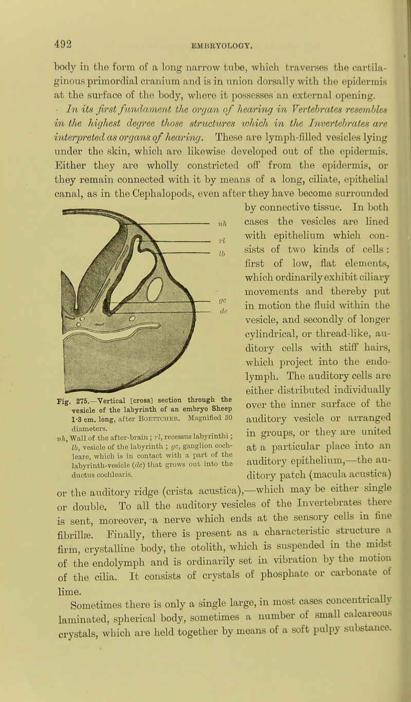 rl lb f/c body in the form of a long narrow tube, which traverses the cartila- ginous primordial cranium and is in union dorsally with the epidermis at the sui'face of the body, where it possesses an external opening. ■ In its first fundament the organ of hearing in Vertebrates resembles in the highest degree those stribctures vjhich in the Invertebrates are interpreted as organs of hearing. These are lymph-filled vesicles lying under the skin, which ai'e likewise developed out of the epidermis. Either they are wholly constricted off from the epidermis, or they remain connected with it by means of a long, ciliate, epithelial canal, as in the Cephalopods, even after they have become surrounded by connective tissue. In both the vesicles are lined with epithelium which con- sists of two kinds of cells: first of low, fiat elements, which ordinarily exhibit ciliary movements and thereby put in motion the fluid within the vesicle, and secondly of longer cylindrical, or thread-like, au- ditory cells -with stiff hairs, which project into the endo- lymph. The auditory cells are either distributed indi\ddually over the inner surface of the auditory vesicle or arranged in groups, or they are united at a particular place into an auditory epithelium,—the au- ductus cochieiuis. ditory patch (macula acustica) or the auditory ridge (crista acustica),—which may be either single or double. To all the auditory vesicles of the Invertebrates there is sent, moreover, a nerve which ends at the sensory cells in fine fibrillte. Finally, there is present as a characteristic structure a firm, crystalline body, the otolith, which is suspended in the midst of the endolymph and is ordinarily set in vibration by the motion of the cilia. It consists of crystals of phosphate or carbonate of lime. . Sometimes there is only a single large, in most cases concentrically laminated, spherical body, sometimes a number of small calcareous crystals, which are held together by means of a soft pulpy substance. rig. 275,—Vertical [cross] section through the vesicle of the labyrinth of an embryo Sheep 1'3 cm. long, after Boettcher. Magnified 30 diameters. -nil. Wall of the after-train; rl, recessus labyrinthi; lb, vesicle of the labyi-inth ; yc, ganglion coch- leare, which is in contact with a part of the labyrinth-vesicle (dc) that grows out into the