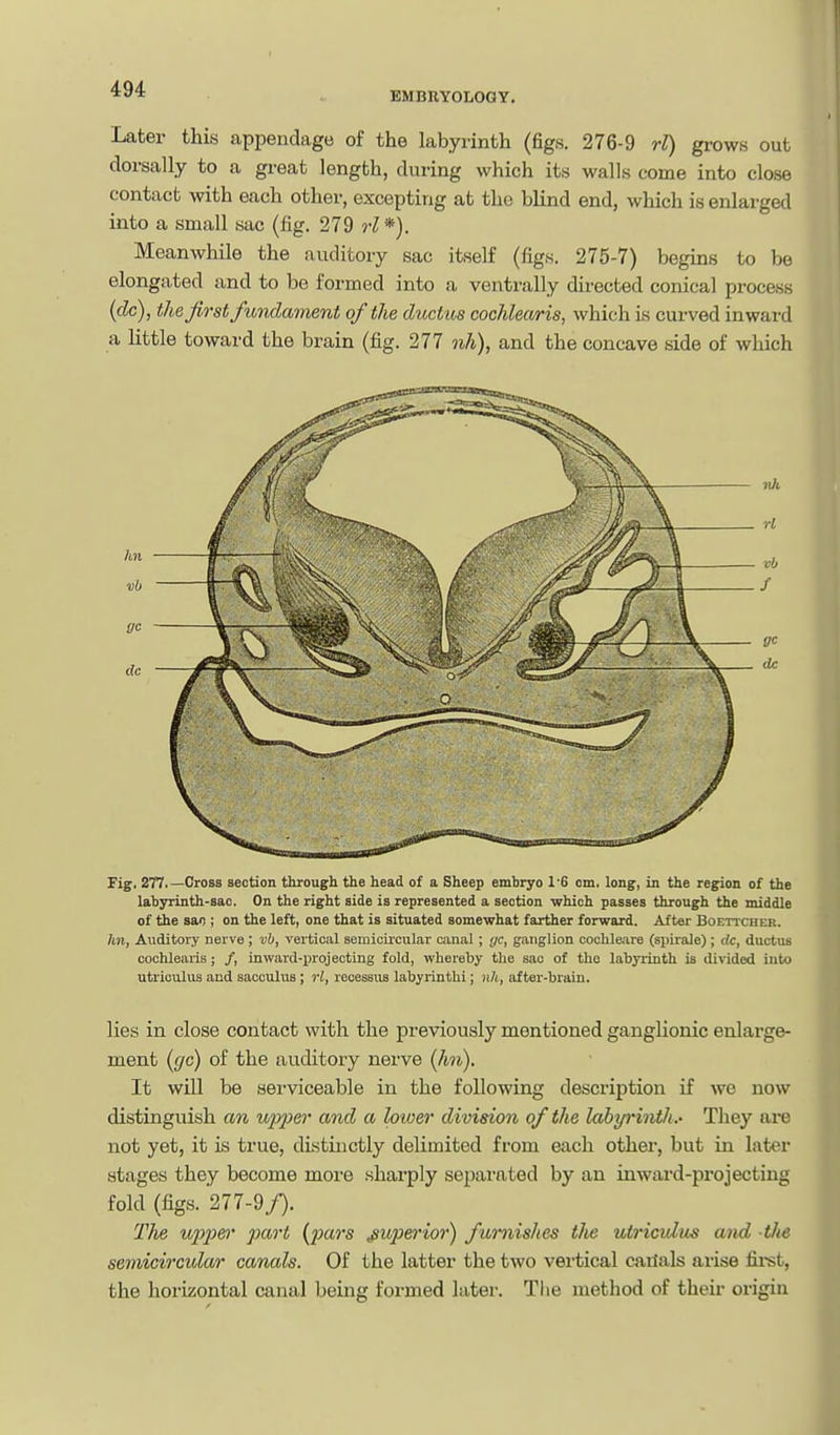 EMBRYOLOGY. Later this appendage of the labyrinth (figs. 276-9 rl) grows out dorsally to a great length, during which its walls come into close contact with each other, excepting at the blind end, which is enlarged into a small sac (fig. 279 9-^*). Meanwhile the auditory sac itself (figs. 275-7) begins to be elongated and to be formed into a ventrally directed conical process (dc), the first fv,ndament of the ductus cochlearis, which is curved inward a little toward the brain (fig. 277 nh), and the concave side of which Fig. 277.—Cross section through the head of a Sheep embryo 1'6 cm. long, in the region of the lahyrinth-sac. On the right side is represented a section which passes through the middle of the sao ; on the left, one that is situated somewhat farther forward. After Boettcher. hn, Auditory nerve ; vh, vertical semicii'cular c;mal; <jc, ganglion cochleare (spirale); dc, ductus cochlearis; /, inward-projecting fold, whereby the sac of the labyrinth is divided into utriculus and sacculus ; rl, receseus labyrinth!; nh, after-brain. lies in close contact with the previously mentioned ganghonic enlarge- ment {gc) of the auditory nerve {Jm). It will be serviceable in the following description if we now distinguish an upper and a lower division of the labyi'inth.- They are not yet, it is true, distinctly delimited from each other, but in later stages they become more sharply separated by an inward-projecting fold (figs. 277-9f). The U2)2)er part {pars superior) furnishes tlie utriculus and the semicircular canals. Of the latter the two vertical carials arise fii-st, the horizontal canal being formed later. The method of their origin