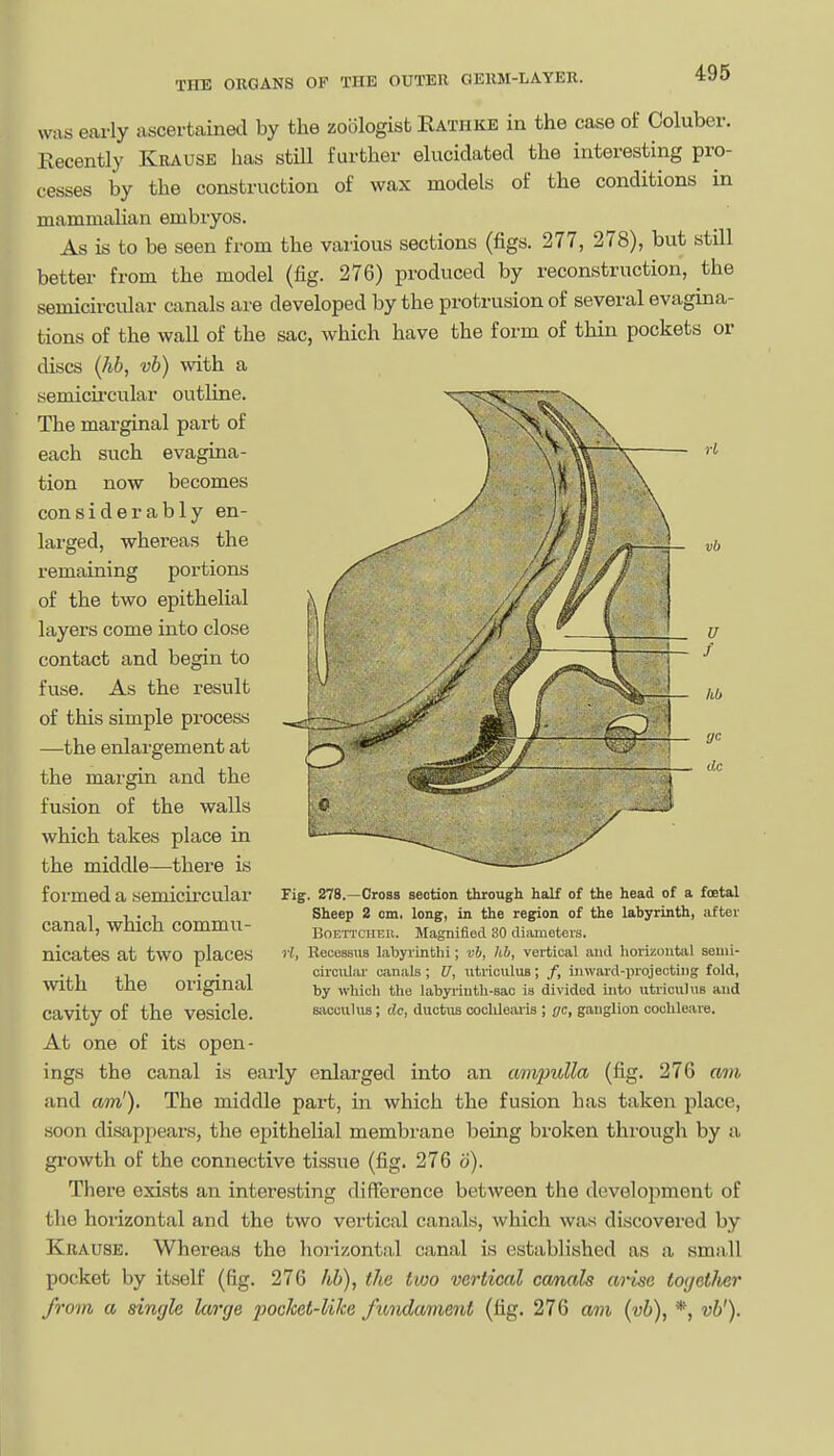 was early ascertained by the zoologist Ratiike in the case of Coluber. Recently Krause has still further elucidated the interesting pro- cesses by the construction of wax models of the conditions in mammalian embryos. As is to be seen from the various sections (figs. 277, 278), but still better from the model (fig. 276) produced by reconstruction, the semicircular canals are developed by the protrusion of several evagina- tions of the wall of the sac, which have the form of thin pockets or discs (lib, vh) with a semicii'cular outline. The marginal part of each such evagina- tion now becomes considerably en- larged, whereas the remaining portions of the two epithelial layers come into close contact and begin to fuse. As the result of this simple process —the enlargement at the margin and the fusion of the walls which takes place in the middle—there is formed a semicircular canal, which commu- nicates at two places with the original cavity of the vesicle. At one of its open- ings the canal is early enlarged into an ampulla (fig. 276 am and am'). The middle part, in which the fusion has taken place, soon disappears, the epithelial membrane being broken through by a gi'owth of the connective tissue (fig. 276 o). There exists an interesting difference between the development of the horizontal and the two vertical canals, which was discovered by Krause. Whereas the horizontal canal is established as a small pocket by itself (fig. 276 hb), the two vertical canals arise tojetlter from a single laa'ge pocket-like fimdament (fig. 276 cw?i (uft), *, vb'). Fig. 278.—Cross section through half of the head of a foetal Sheep 2 cm, long, in the region of the labyrinth, after BoETTCiiEii. Magnified 30 diameters. rl, RecessuB labyrinthi; vh, hb, vertical and horizontal sami- circiilar canals; U, iitriculus; /, inward-projecting fold, by whicli the lahyi-inth-sac is divided into utricuhis and sacculns ; dc, ductus coolilearis ; gc, ganglion cochleare.