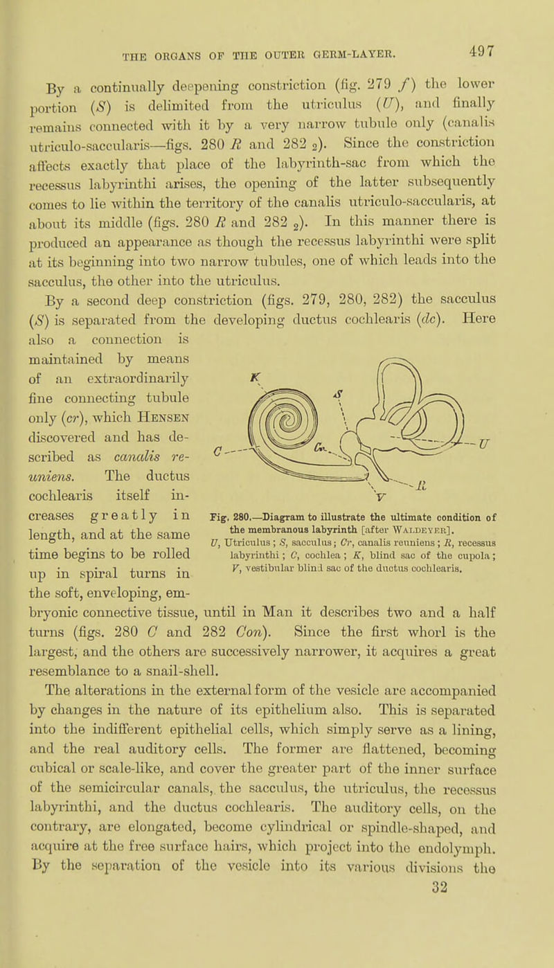 By a continually deepening constriction (fig. 279 /) the lower portion (S) is delimited from the utricnlus (fj), and finally remanis connected with it by a very narrow tubule only (canalis utriculo-saccularis—figs. 280 E and 282 a)- Since the constriction affects exactly that place of the labyrinth-sac from which the recessus labyi'inthi arises, the opening of the latter subsequently comes to lie within the tei-ritory of the canaUs utriculo-saccularis, at about its middle (figs. 280 li and 282 g)- In this manner there is produced an appearance as though the recessus labyrinthi were split at its beginning into two narrow tubules, one of which leads into the sacculus, the other into the utriculus. By a second deep constriction (figs. 279, 280, 282) the sacculus (S) is separated from the developing ductus cochlearis (dc). Here also a connection is maintained by means of an extraordinarily fine connecting tubule only (cr), which Hensen discovered and has de- scribed as canalis re- uniens. The ductus cochlearis itself in- creases greatly in length, and at the same time begins to be rolled up in spiral turns in the soft, enveloping, em- bryonic connective tissue, until in Man it describes two and a half turns (figs. 280 C and 282 Con). Since the first whorl is the largest, and the others are successively narrower, it acquires a great resemblance to a snail-shell. The alterations in the external form of the vesicle are accompanied by changes in the nature of its epithelium also. This is separated into the indifferent epithelial cells, which simply serve as a lining, and the real auditory cells. The former are flattened, becoming cubical or scale-like, and cover the greater part of the inner s\u-face of the semicircular canals, the sacculus, the utriculus, the recessvTS labyi-inthi, and the ductus cochlearLs. The auditory cells, on the contrary, are elongated, become cylindrical or spindle-shaped, and acquire at the free surface hairs, which project into the endolymph. By the separation of the vesicle into its various divisions the 32 V Fig. 280,—Diagram to illustrate the ultimate condition of the membranous labyrinth [after Waldever]. U, Utriculus ; S, saoculiis; Cr, canalis reuniens ; R, recessus labyrinthi; C, cochlea ; K, blind sac of the cupola; V, vestibular blinil sac of the ductus cochlearis.