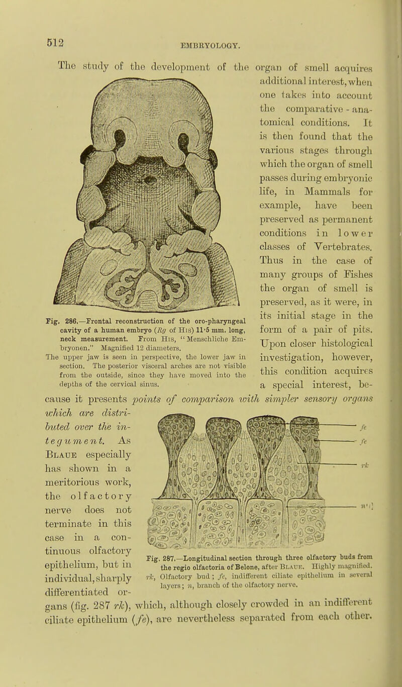 EMBRYOLOGY. The study of the development of the organ of smell acquii'es additional interest, when one lakes into account the compai-ativc - ana- tomical conditions. It is then found that the various stages through which the organ of smell passes during embryonic life, in Mammals for example, have been preserved as permanent conditions in lower classes of Vertebrates. Thus in the case of many groups of FLshes the organ of smell is preserved, as it were, in its initial stage in the form of a pair of pits. Iljaon closer histological investigation, however, this condition acquii-es a special interest, be- cause it presents jooints of comj)arison with simplm' sensory organs tcMch are distri- huted over the in- tegument. As Blaue especially has shown in a meritorious work, the olfactory nerve does not terminate in this case in a con- tinuous olfactory epithelium, but in individual, sharply differentiated or- gans (fig. 287 rk), which, although closely crowded in an indifferent ciliate epithelium (/e), are nevertheless separated from each other. Fig. 286,—Frontal reconstruction of the oro-pharyngeal cavity of a human embryo {Rg of His) ll'S mm, long, neck measurement. From His, Menschliche Em- Ijryonen. Magnified 12 diameters. Tlie upper jaw is seen in perspective, the lower jaw in section. The jiosterior visceral ai-ches are not visible from the outside, since they have moved into the deijths of the cervical sinus. Fig. 287,—Longitudinal section through three olfactory budsfirom the regie olfactoria of Belone, after Blauk. Highly ni.ngnificd. rk, Olfactory bud; fc, indifferent ciliato epithelium in several layers; n, branch of the olfactory nerve.