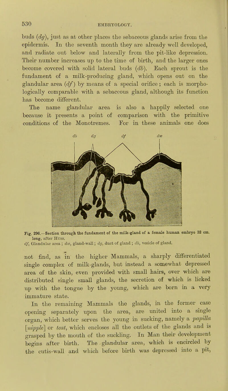 buds {dg), just as at other places the sebaceous glands arise from the epidermis. In the seventh month they are already well developed, and radiate out below and laterally from the pit-like depression. Their number increases up to the time of birth, and the larger ones become covered with solid lateral buds (db). Each sprout is the fundament of a milk-producing gland, which opens out on the glandular area (df) by means of a special orifice; each Ls morpho- logically comparable with a sebaceous gland, although its function has become different. The name glandular area is also a happily selected one because it presents a point of comparison with the primitive conditions of the Monotremes. For in these animals one does db dg df dw Fig. 296.—Section through the fundament of the nulk-gland of a female human embryo 32 cm. long, after Hnss. Of, Glandular area ; dw, gland-wall; dg, duct of gland; db, vesicle of gland. not find, as in the higher Mammals, a sharply differentiated single complex of milk-glands, but instead a somewhat depressed area of the skin, even provided with small hairs, over which ai-e distributed single small glands, the secretion of which is licked up with the tongue by the young, which ai-e born in a very immature state. In the remaining Mammals the glands, in the former case opening separately upon the area, are united into a single organ, which better serves the young in sucldng, namely a 2Mpitta ['/iipjwfe] or teat, which encloses all the outlets of the glands and is grasped by the mouth of the suckling. In Man their development begins after birth. The glanduhir area, which is encu-cled by the cutis-wall and which before bu-th was depressed into a pit,
