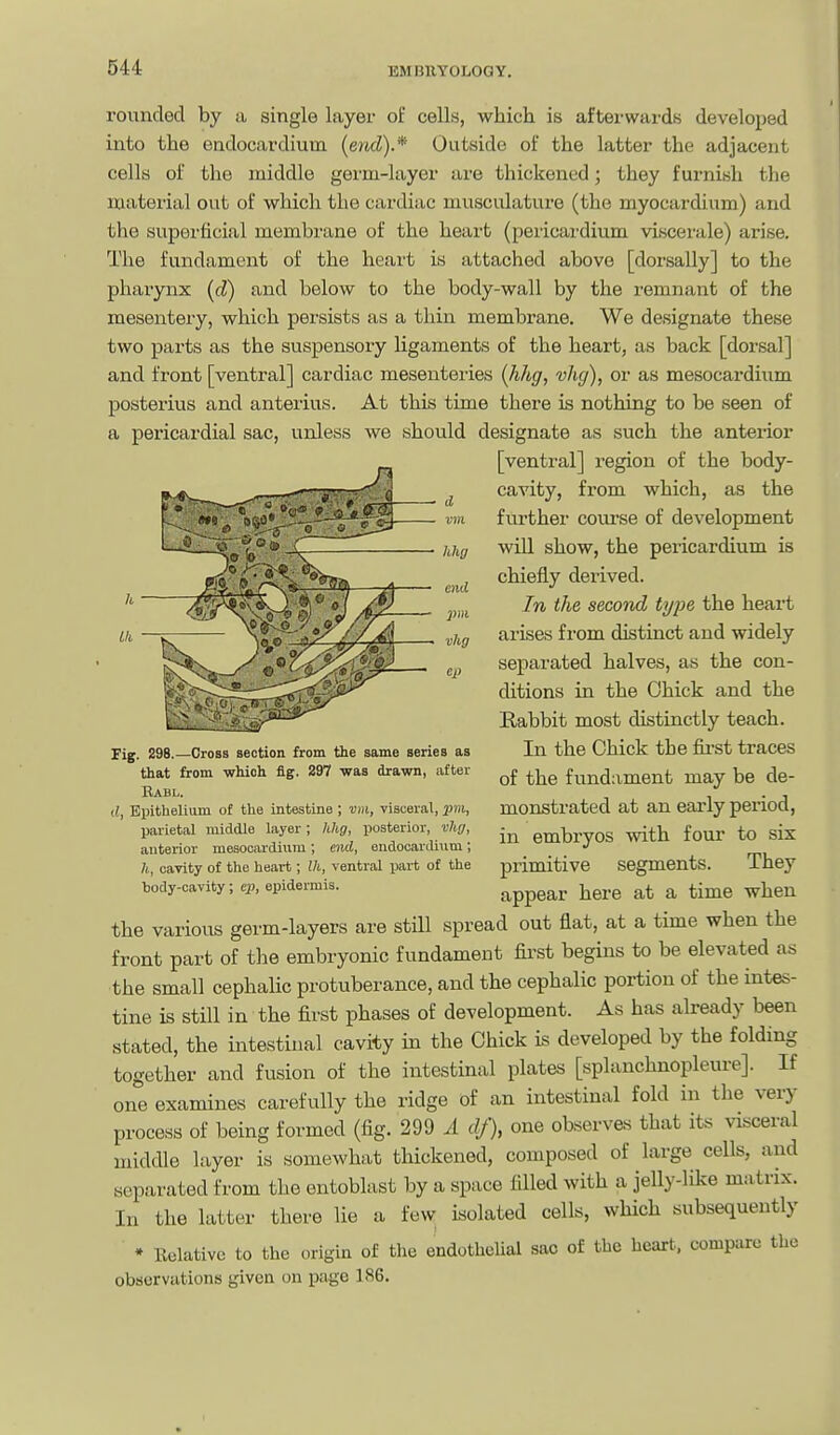 rounded by a single layer of cells, which is aftei'wards developed into the endocardium {end).* Outside of the latter the adjacent cells of the middle germ-layer are thickened; they furnish the material out of which the cardiac musculatvire (the myocardium) and the superficial membrane of the heart (peiicardium viscerale) arise. The fundament of the heart is attached above [dorsally] to the pharynx {cV) and below to the body-wall by the remnant of the mesentery, which persists as a thin membrane. We designate these two parts as the suspensory ligaments of the heart, as back [dorsal] and front [ventral] cardiac mesenteries {hhg, vhg), or as mesocardium posterius and anterius. At this time there is nothing to be seen of a pericardial sac, unless we should designate as such the anterior d vm [ventral] region of the body- cavity, from which, as the further coiu'se of development wiU show, the pericardium is chiefly derived. In the second tyjie the heart arises from distinct and widely separated halves, as the con- ditions in the Ohick and the Rabbit most distinctly teach. In the Chick the fii'st traces of the fundament may be de- monstrated at an early period, in embryos with four to six primitive segments. They appear here at a time when the various germ-layers are still spread out flat, at a time when the front part of the embryonic fundament first begins to be elevated as the small cephalic protuberance, and the cephalic portion of the intes- tine is still in the first phases of development. As has already been stated, the intestinal cavity in the Chick is developed by the folding together and fusion of the intestinal plates [splanchnopleure]. If one examines carefully the ridge of an intestinal fold in the very process of being formed (fig. 299 A df), one observes that its visceral middle layer is somewhat thickened, composed of large cells, and separated from the entoblast by a space filled with a jelly-like matrix. In the latter there lie a few isolated cells, which subsequently • Itelativc to the origin of the endothelial sac of the heart, compare the observations given on page 186. Fig. 298.—Cross section from the same series as that from which fig. 297 was drawn, after Babu d, Epithelium of the intestine ; vm, visceral, parietal middle layer; hhg, posterior, vhg, anterior mesocardium ; aid, endocardium; h, cavity of the heart; Ih, ventral part of the body-cavity; cj), epidermis.