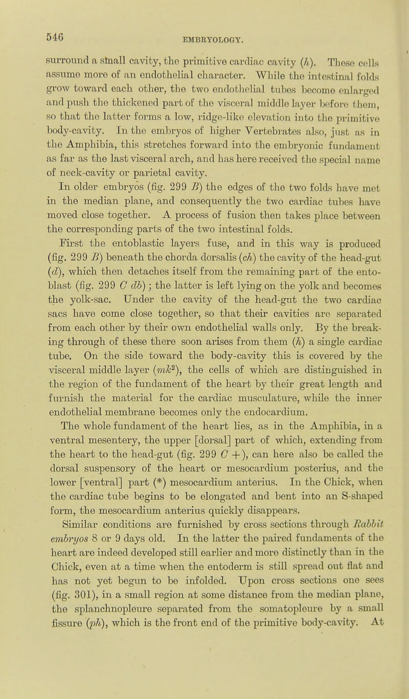 surround a slnall cavity, tho primitive cardiac cavity (A), These cells assume more of an endothelial character. While the intestinal folds gi'ow toward each other, the two endothelial tubes become eulared andpusli the thickened part of the vLsceral middle layer before them, so that the latter forms a low, ridge-like elevation into the primitive body-cavity. In the embryos of higher Vertebrates also, just as in the Amphibia, this stretches forward into the embryonic fundament as far as the last visceral arch, and has here received the special name of neck-cavity or parietal cavity. In older embryos (fig. 299 B) the edges of the two folds have met in the median plane, and consequently the two cardiac tubes have moved close together. A process of fusion then takes place between the corresponding parts of the two intestinal folds. First the entoblastic layers fuse, and in this way is produced (fig. 299 B) beneath the chorda dorsalis (ch) the cavitj' of the head-gut (cZ), which then detaches itself from the remaining part of the ento- blast (fig. 299 C db); the latter is left lying on the yolk and becomes the yolk-sac. Under the cavity of the head-gut the two cardiac sacs have come close together, so that their cavities are separated from eacli other by their own endothelial walls only. By the break- ing through of these there soon arises from them (h) a single cardiac tube. On the side toward the body-cavity this is covered by the visceral middle layer (mk^), the cells of which are distinguished in the region of the fundament of the heart by their great length and furnish the material for the cardiac musculature, while the inner endothelial membrane becomes only the endocardium. The whole fundament of the heart hes, as in the Amphibia, in a ventral mesentery, the upper [dorsal] part of which, extending from the heart to the head-gut (fig. 299 G + ), can here also be called the dorsal suspensory of the heai-t or mesocardium posterius, and the lower [ventral] j)art (*) mesocardium anterius. In the Chick, when the cardiac tube begins to be elongated and bent into an S-shaped form, the mesocardium anterius quickly disappears. Similar conditions are furnished by cross sections thx'ough Rabbit embryos 8 or 9 days old. In the latter the paired fundaments of the heart are indeed developed still earlier and more distinctly than in the Chick, even at a time when the entoderm is stiU spread out flat and has not yet begun to be infolded. Upon cross sections one sees (fig. 301), in a small region at some distance from the median plane, the splanchnopleure separated from the somatopleure by a small fissure (p/i), which is the fx'ont end of the primitive body-cavity. At