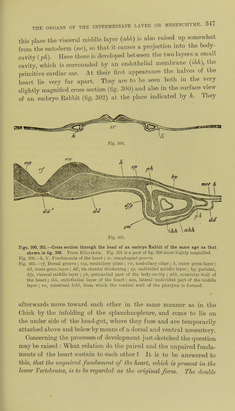 this place the visceral middle layer («M) is also raised up somewhat from the entoderm (sw), so that it causes a projection into the body- cavity (ph). Here there is developed between the two layers a small cavity, which is surrounded by an endothelial membrane {ihh), the primitive cardiac sac. At their fii'st appearance the halves of the heart lie very far apart. They are to be seen both in the very slightly magnified cross section (fig. 300) and also in the surface view of^an embryo Rabbit (fig. 302) at the place indicated by h. They Fig. 300. Fig. 301. Figs. 300, 301.—Cross section through the head of an embryo Kabbit of the same age as that shown in fig. 302. From Koluker. Fig. 301 is a part of fig. SCO more liighly magnified. Fig. 300.—h, h', Fundaments of the heart; sr, a3soi)hageal gi'oovo. Fig. 301.—r/, Dorsal groove ; mp, medullary plate ; nc, medullary ridge ; h, outer germ-layer ; (Id, inner germ-layer; dd', its chordal thickening ; sp, undivided middle layer ; /y), parietal, d/p, visceral middle layer ; ph, i)ericai\lial part of the body-cavity ; alih, muscular wall of the heart; ihh, endothelial Layer of the heart; mcs, laterjil undivided ])art of the middle layer; sw, intestinal fold, from which the ventral wall of the pharynx is fonned. I afterwards move toward each other in the same manner as in the Chick by the infolding of the splanchnopleure, and come to lie on the under side of the head-gut, where they fuse and are temporarily attached above and below by means of a dorsal and ventral mesentery. Concerning the processes of development just sketched the question may be raised : What relation do tho paired and the unpaired funda- ments of the heart sustain to each other 1 It is to be answered to this, that the unjmirecl fundmient of the hea/rt, which is present in the lower Vertebrates, is to he rega/i'ded as the onginal form. The double