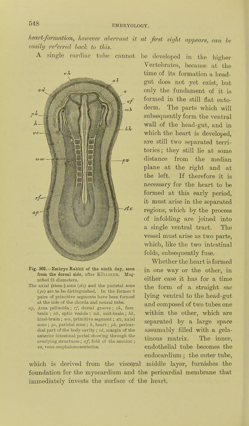 EMBRYOLOGY. heart-formation, hoivever aberrant it easily referred back to this. A single card in e tube cannot at first siz/ht appears, can be he rleveloped in the higher Vertebrates, because at the time of its formation a Ijead- gut does not yet exist, but only the fundament of it is formed in the still flat ento- derm. The parts which will subsequently form the ventral wall of the head-gut, and in which the heart is developed, are still two separated terri- tories; they still lie at some distance from the median plane at the right and at the left. If therefore it is necessary for the heart to be formed at this early period, it must arise in the separated regions, which by the process of infolding are joined into a single ventral tract. The vessel must arise as two parts, which, like the two intestinal folds, subsequently fuse. Whether the heart is formed in one way or the other, in either case it has for a time the form of a straight sac lying ventral to the head-gut and composed of two tubes one within the other, which are separated by a large .space assumably filled with a gela- tinous matiix. The inner, endothelial tube becomes the endocardium ; the outer tube, which is derived from the viscex'al middle layer, fiu-nishes the foundation for the myocardium and the pericardial membrane that immediately invests the surface of the heart. Pig, 302,—Embryo Kabbit of the ninth day, seen from the dorsal side, after Kolliker. Mag- nified 21 diameters. The axial (stem-) zone (stz) and tlie parietal zone (_pz) are to be distinguished. In the former S pairs of primitive segments have been formed at the side of the chorda anil neural tnbe. Area pellucida ; rf, dorsal groove ; r/i, fore brain; ab, optic vesicle; mh, mid-brain; hli, hind-brain ; iiw, primitive segment; stz, axial zone ; jjs, parietal zone ; h, lieart; pli, jjericar- dial part of tlie body-cavity ; ml, margin of the anterior iiiteatiiial jiortnl showing throtigh the overlying structures ; af, fold of the anniion ; vo, ^ena oniphalonicsenterica.