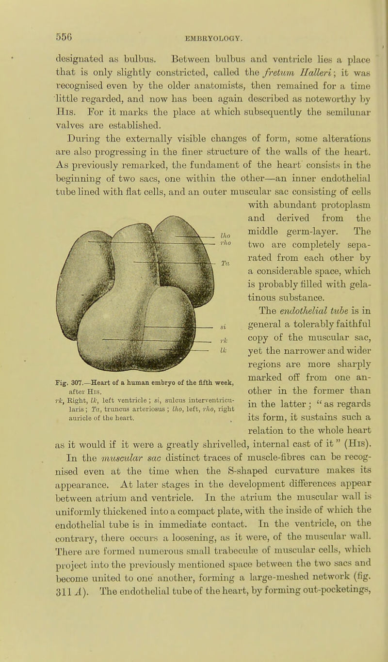 designated as bulbus. Between bulbus and ventricle lies a plat-e that is only slightly constricted, called the fretum Ilalleri ; it was recognised even by the older anatomists, then remained for a time little regarded, and now has been again described as noteworthy by His. For it marks the place at which subsequently the semilunar valves are established. During the externally visible changes of form, some alterations are also progressing in the finer structure of the walls of the heai't. As previously remarked, the fundament of the heart consists in the beginning of two sacs, one within the other—an inner endothelial tube lined with flat cells, and an outer muscular sac consisting of cells with abundant protoplasm and derived from the middle germ-layer. The two are completely sepa- rated from each other by a considerable space, which is probably tilled with gela- tinous substance. The endotlielial tube is in general a tolerably faithful copy of the muscular sac, yet the narrower and wider regions are more sharply marked off from one an- other in the former than in the latter; as regards its form, it sustains such a relation to the whole heart as it would if it were a greatly shrivelled, internal cast of it (His). In the inusGular sac distinct traces of muscle-fibres can be recog- nised even at the time when the S-shaped curvatm-e makes its appearance. At later stages in the development difierences appear between atrium and ventricle. In the atrium the muscular wall is uniformly thickened into a compact plate, with the inside of which the endothelial tube is in immediate contact. In the ventricle, on the contrary, there occurs a loosening, as it were, of the muscular wall. There are formed numerous small trabcculie of muscular cells, which project into the previously mentioned space between the two sacs and become united to one another, forming a large-meshed network (fig. 311 x(). The endothelial tube of the heart, by forming out-pocketings, Fig. 307.—Heart of a human embryo of the fifth week, after His. rk. Right, Ik, left ventricle; si, shIous interventricu- laris ; Ta, truncua arteriosus ; Iho, left, rho, right auricle of the heart.