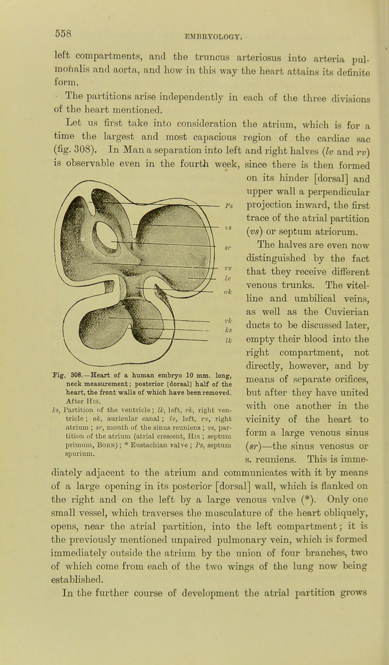 left compartments, and the truncus arteriosus into arteria pul- monalis n,nd aorta, and how in this way the heart attains its definite form. • The partitions arise independently in each of the three divisions of the heart mentioned. Let us first take into consideration the atrium, which is for a time the largest and most capacious region of the cardiac sac (fig. 308). In Man a separation into left and right halves {Iv and rv) is observable even in the fourth week, since there is then formed on its hinder [dorsal] and upper wall a perpendicular projection inward, the first trace of the atrial partition {vs) or septum atriorum. The halves are even now distinguished by the fact that they receive different venous trunks. The vitel- line and umbilical veins, as well as the Cuvierian ducts to be discussed later, empty their blood into the right compartment, not directly, however, and by means of separate orifices, but after they have united with one another in the vicinity of the heart to form a large venous sinus («?•)—the sinus venosus or s. reuniens. This is imme- diately adjacent to the atrium and communicates with it by means of a lai-ge opening in its posterior [dorsal] wall, which is flanked on the right and on the left by a large venous valve {*). Only one .small vessel, which traverses the musculature of the heart obliquely, opens, near the atrial partition, into the left compartment; it is the previously mentioned unpaii-ed pulmonary vein, which is formed immediately outside the atrium by the union of four branches, two of which come from each of the two wings of the lung now being established. In the further course of development the atrial partition grows Fig. 308.—Heart of a human embryo 10 mm. long, neck measurement; posterior [dorsal] half of the heart, the front waUs of which have been removed. After His. hs, Partition of the ventricle; Ik, left, rh, right ven- tricle ; ok, aiiricular canal; Iv, left, rv, right atrium ; sr, mouth of the sinus reuniens ; vs, jmr- tition of the atriuni (atrial crescent, His ; sejitiim primuii), Born) ; * Eustachian valve ; Ps, septum spurium.