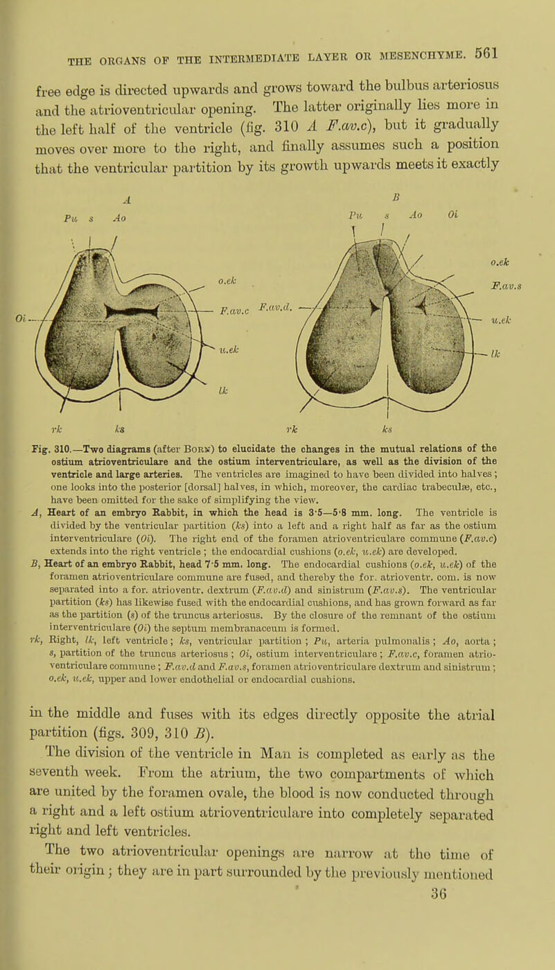 free edge is dii-ected upwards and grows toward the bulbus arteriosus and the atrioventricular opening. The latter originally lies more in the left half of the ventricle (fig. 310 A F.av.c), but it gradually moves over more to the right, and finally assumes such a position that the ventricular partition by its growth upwards meets it exactly rk ks rk ks Tig. 310.—Two diagrams (after Borm) to elucidate the changes in the mutual relations of the ostium atrioventriculare and the ostium interventriculare, as well as the division of the ventricle and large arteries. The ventricles are imagineil to have been divided into halves ; one looks into the posterior [dorsal] halves, in which, moreover, the ciirdiac trabeoulse, etc., have been omitted for the sake of simplifying the view. J, Heart of an embryo Rabbit, in which the head is 3'5—5'8 mm. long. The ventricle is divided by the ventricular partition (ks) into a left and a right half as far as the ostium interventriculare (Oi). The right end of the foramen atrioventriculare commune (F.av.c) extends into the right ventricle ; the endocardial cushions (o.ek, v..ek) are developed. jB, Heart of an embryo Rabbit, head 7-5 mm, long. The endocardial cushions (o.eiir, u.ek) of the foramen atrioventriculare commune are fused, and thereby the for. atrioventr. com. is now separated into a for. ati-ioventr. dextrum (F.av.d) and sinistrum (P.av.s). The ventricular partition (ks) has likewise fused with the endocardial cushions, and has grown forward as far iis the partition (s) of the tnincus arteriosus. By the closure of the remnant of the ostium interventriculare (Oi) the septum membranaceum is formed. vk, Right, Ik, left ventricle; ks, ventricular partition ; Pn, arteria pulmonalis; Ao, aorta; s, partition of the truncus arteriosus ; Oi, ostium interventriculare; F.av.c, foramen atiio- veutriculare commune; F.av.d and F.ao.s, foramen atrioventriculare dextrum and sinistrum; o.ek, u.ek, upper and lower endothelial or endocardial cushions. in the middle and fuses with its edges directly opposite the atrial partition (figs. 309, 310 JB). The division of the ventricle in Man is completed as early as the seventh week. From the atrium, the two compartments of which are united by the foramen ovale, the blood is now conducted through a right and a left ostium atrioventriculare into completely separated right and left ventricles. The two atrioventricular openings are narrow at tho time of their origin; they are in part surrounded by the previously mentioned