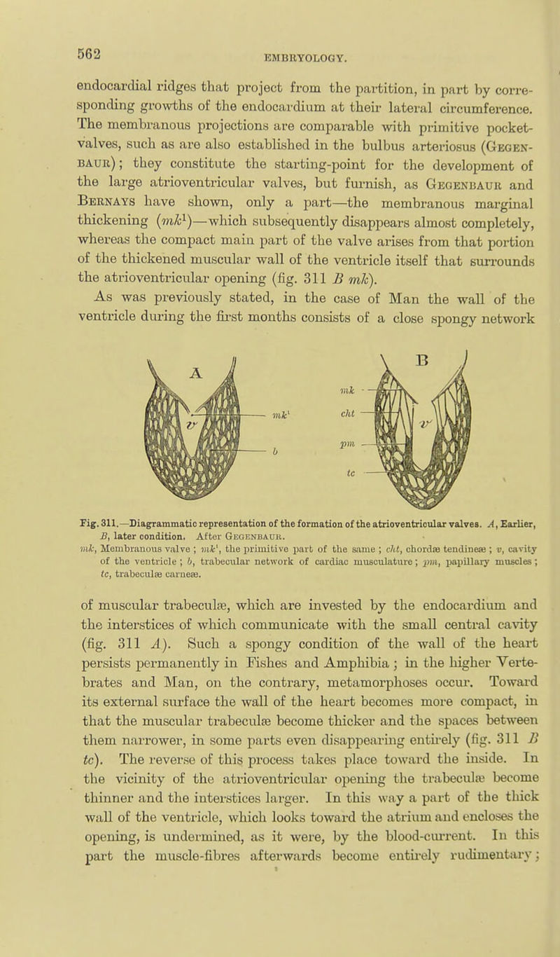 endocardial ridges that project from the partition, in part by corre- sponding growths of the endocardium at their lateral circumference. The membi'anous projections are comparable with primitive pocket- valves, such as are also established in the bulbus arteriosus (Gegen- baur); they constitute the starting-point for the development of the large atrioventricular valves, but furnish, as Gegenbaur and Bernays have shown, only a part—the membranous marginal thickening {mB)—which subsequently disappears almost completely, whereas the compact main part of the valve arises from that portion of the thickened muscular wall of the ventricle itself that surrounds the atrioventricular opening (fig. 311 ^ mk). As was previously stated, in the case of Man the wall of the ventricle during the fii'st months consists of a close spongy network Fig. 311.—Diagrammatic representation of the formation of the atrioventricular valves. A, Earlier, J?, later condition. After Geoenbauu. mk, Membranous valve ; ink\ the primitive part of the same ; clit, chordae tendineffi ; v, cavity of the ventricle ; trabecular network of cardiac musculature; pm, xiapillary muscles; tc, trabeculaj carneas. of muscular trabeculse, which are invested by the endocardium and the interstices of which communicate with the small central cavity (fig. 311 A). Such a spongy condition of the wall of the heart persists permanently in Fishes and Amphibia ; in the higher Verte- brates and Man, on the contrary, metamorphoses occm\ Toward its external surface the wall of the heart becomes more compact, in that the muscular trabeculse become thicker and the spaces between them narrower, in some parts even disappearing entu-ely (fig. 311 B tc). The i-everse of this process takes place toward the inside. In the vicinity of the atrioventricular opening the trabecula; become thinner and the interstices larger. In this way a part of the thick wall of the ventricle, which looks toward the atrium and encloses the opening, is undermined, as it were, by the blood-ciu-rent. In this part the muscle-fibres afterwards become entii-ely rudimentary;