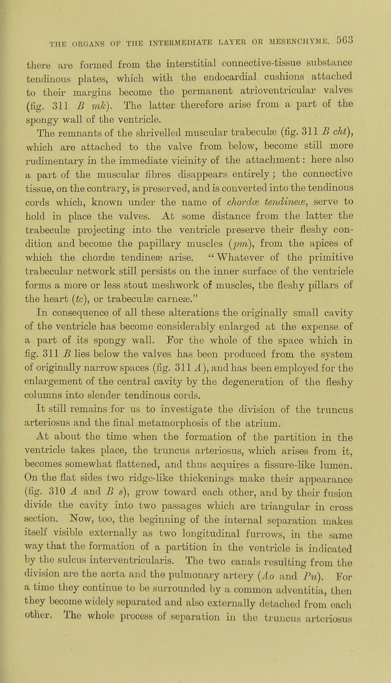 there are formed from the interstitial connective-tissue substance tendinous plates, which with the endocardial cushions attached to their margins become the permanent atrioventricular valves (lig. 311 B mk). The latter therefore arise from a part of the spongy wall of the ventricle. The remnants of the shrivelled muscular trabecvilte (fig. 311 i? cM), which are attached to tlie valve from below, become still more rudimentary in the immediate vicinity of the attachment: here also a part of the muscular fibres disappears entirely; the connective tissue, on the contrai-y, is preserved, and is converted into the tendinous cords which, known under the name of chordae tendinete, serve to hold in place the valves. At some distance from the latter the trabeculte projecting into the ventricle preserve their fleshy con- chtion and become the papillary muscles (pm), from the apices of which the chordte tendinese arise. Whatever of the primitive trabecular network stiU persists on the inner surface of the ventricle forms a more or less stout meshwork of muscles, the fleshy pillars of the heart [tc), or trabecule earner. In consequence of all these alterations the originally small cavity of the ventricle has become considerably enlarged at the expense of a part of its spongy wall. For the whole of the space which in fig. 311 5 lies below the valves has been produced from the system of originally narrow spaces (fig. 311.4), and has been employed for the enlargement of the central cavity by the degeneration of the fleshy columns into slender tendinous cords. It still remains for us to investigate the cUvision of the truncus arteriosus and the final metamorphosis of the atrium. At about the time when the formation of the partition in the ventricle takes place, the truncus arteriosus, which arises from it, becomes somewhat flattened, and thus acquires a fissure-like lumen. On the flat sides two ridge-like thickenings make their appearance (fig. 310 J. and B s), grow toward each other, and by their fusion divide the cavity into two passages which are triangular in cross section. Now, too, the beginning of the internal separation makes itself visible externally as two longitudinal furrows, in the same way that the formation of a partition in the ventricle is indicated by the sulcus interventricularis. The two canals resulting from the division are the aorta and the pulmonary artery (Ao iind Fu). For a time they continue to be surrounded by a common adventitia, then they become widely separated and also externally detached from each other. The whole process of separation in the truncus arteriosus