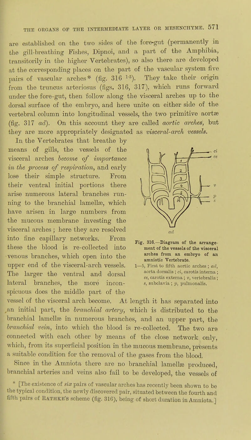 are established on the two sides of the fore-gut (permanently in the gill-breathing Fishes, Dipnoi, and a part of the Amphibia, transitorily in the higher Vertebrates), so also there are developed :it the corre.sponding places on the part of the vascular system five pairs of vascular arches* (fig. 31G i'^). They take their origin from the truncus arteriosus (figs. 316, 317), which runs forward under the fore-gut, then follow along the visceral arches up to the dorsal surface of the embryo, and here unite on either side of the vertebral column into longitudinal vessels, the two primitive aortse (fig. 317 ad). On this account they are called aortic arches, but they are more appropriately designated as visceral-arch vessels. In the Vertebrates that breathe by means of gills, the vessels of the visceral arches become of importance in the process of respiration, and early lose their simple structure. From their ventral initial portions there arise numerous lateral branches run- ning to the branchial lamellaj, which have arisen in large numbers from the mucous membrane investing the visceral arches; here they are resolved into fine capillary networks. From these the blood is re-collected into venous branches, which open into the upper end of the visceral-arch vessels. The larger the ventral and dorsal lateral branches, the more incon- spicuous does the middle part of the vessel of the visceral arch become. At length it has separated into ; ^an initial part, the branchial artery, which is distributed to the branchial lamellse in numerous branches, and an upper part, the h'anchial vein, into which the blood is re-collected. The two are connected with each other by means of the close network only, whicli, from its superficial position in the mucous membrane, presents a suitable condition for the removal of the gases from the blood, Since in the Amniota there are no branchial lamellas produced, branchial arteries and veins also fail to be developed, the vessels of * [The existence of six pairs of vascular arclies has recently been shown to be the typical condition, the newly discovered pair, situated between the fourth and lU th pairs of Rathke's scheme (fig. 316), being of short duration in Amniota.] ad Fig. 316.—Siaipram of the arrange- ment of the vessels of the visceral arches from an embryo of an amniotic Vertebrate. 1—5, First to fiftli aortic arches ; atl, aorta dorsalis ; ci, cavotis interna ; ce, carotis externa ; v, vertebralis ; aubclavia ; p, pulmonalis.