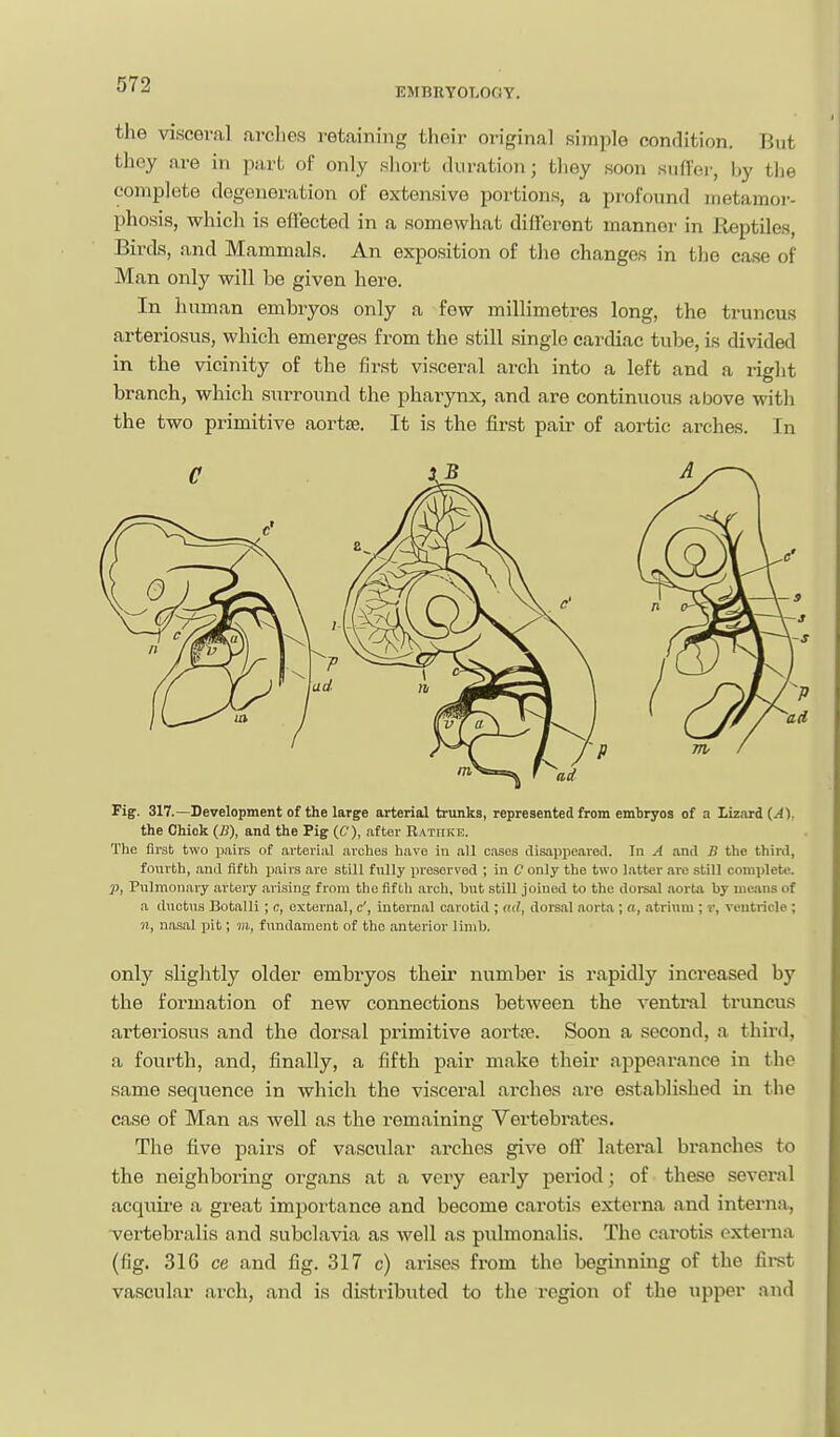 EMBRTOLOOY. the visceral arclies retaining their original simple condition. But they are in part of only sliort duration; they soon suffer, by the complete degeneration of extensive portions, a profound metamor- phosis, which is effected in a somewhat different manner in Reptiles, Birds, and Mammals. An exposition of the changes in the case of Man only will be given here. In human embryos only a few millimetres long, the truncus arteriosus, which emerges from the still single cardiac tube, is divided in the vicinity of the first visceral arch into a left and a right branch, which surround the pharynx, and are continuous above witli the two primitive aortse. It is the first pair of aortic arches. In Tig. 317.—Development of the large arterial trunks, represented from embryos of a Lizard (A), the Chick (B), and the Pig (C), .after Ratiike. The first two pairs of arterial arches have in all cases disappeared. In A and B the third, fourth, and fifth jmirs are still fully preserved ; in C only the two latter are still complete. p, Pulmonary artery arising from the fiftli arch, but still joined to the doi-sal aorta by mcins of a ductus Botalli; c, external, c', internal carotid ; ud, dorsal aorta ; a, atrium ; r, ventricle ; n, nasal i)it; m, fundament of the anterior limb. only sliglitly older embryos their number is rapidly increased by the formation of new connections between the ventral truncus arteriosus and the dorsal primitive aortse. Soon a second, a third, a fourth, and, finally, a fifth pair make their appearance in the same sequence in which the visceral arches ai-e established in the case of Man as well as the remaining Vertebrates. The five pairs of va.scular arches give oiT lateral branches to the neighboring organs at a very early period; of these several acquii'e a gi-eat importance and become carotis externa and interna, vertebralis and subclavia as well as pulmonalis. The carotis externa (fig. 316 ce and fig. 317 c) arises from the beginning of the fii-st vascular arch, and is distributed to the region of the upper and