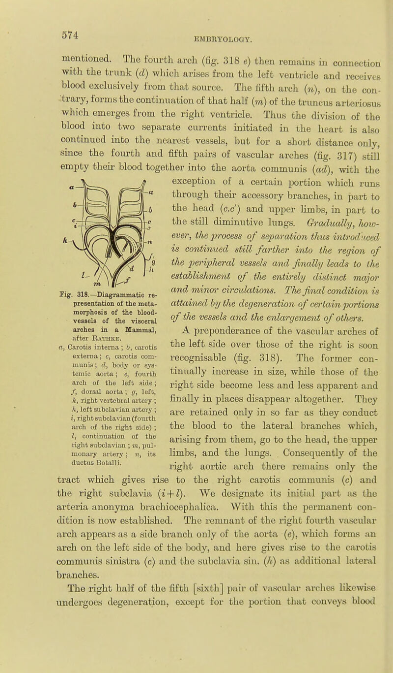 EMBRYOLOGY. mentioned. The fourth arch (lig. 318 e) then remains in connection with the trunk (d) which arises from the left ventricle and receives blood exclusively fi'om that source. The fifth arch (n), on the con- trary, forms the continuation of that half (m) of the truncvLS arteriosus which emerges from the right ventricle. Thus the division of the blood into two separate cun-ents initiated in the heart is also continued into the nearest vessels, but for a short distance only, since the fourth and fifth pairs of vascular arches (fig. 317) still empty theii' blood together into the aorta communis (ad), with the exception of a certain portion which runs through their accessory branches, in part to the head (c.c') and upper Umbs, in part to the still diminutive lungs. Gradually, how- ever, the process of separation thus introduced is continioed still farther into the region of the peripheral vessels and finally leads to the establishment of the entirely distinct major and minor circidations. The final condition is attained by the degeneration of certain 2}ortio7is of the vessels and the enlargement of others. A preponderance of the vascular arches of the left side over those of the right is soon recognisable (fig. 318). The former con- tinually inci'ease in size, while those of the right side become less and less apparent and finally in places disappear altogether. They are retained only in so far as they conduct the blood to the lateral branches which, arising from them, go to the head, the upper limbs, and the lungs. . Consequently of the right aortic arch there remains only the tract which gives rise to the right carotis communis (c) and the right subclavia {i + V). We designate its initial part :xs the arteria anonyma brachiocephalica. With this the permanent con- dition is now established. The remnant of the right fom-th vsiscular arch appears as a side branch only of the aorta (e), which forms an arch on the left side of the body, and here gives rise to the carotis communis sinistra (c) and the subclavia sin. (Ii) as additional lateml branches. The right half of the fifth [sixth] pair of vjiscular arches likewise undergoes degeneration, except for the portion that conveys blood Fig. 318.—Diagrammatic re- presentation of the meta- morphosis of the blood- vessels of the visceral arches in a Kammal, after Rathke. a, Carotis interna ; 6, carotis externa; c, carotis com- munis ; d, body or sys- temic aorta; e, fourth arch of the left .side; /, dorsal aorta; g, left, k, right vertebral artery ; li, left subclavian artery ; i, riglit subclavian (fourth arch of the right side) ; i, continuation of the right subclavian ; m, pul- monaiy artery ; n, its ductus Botalli.