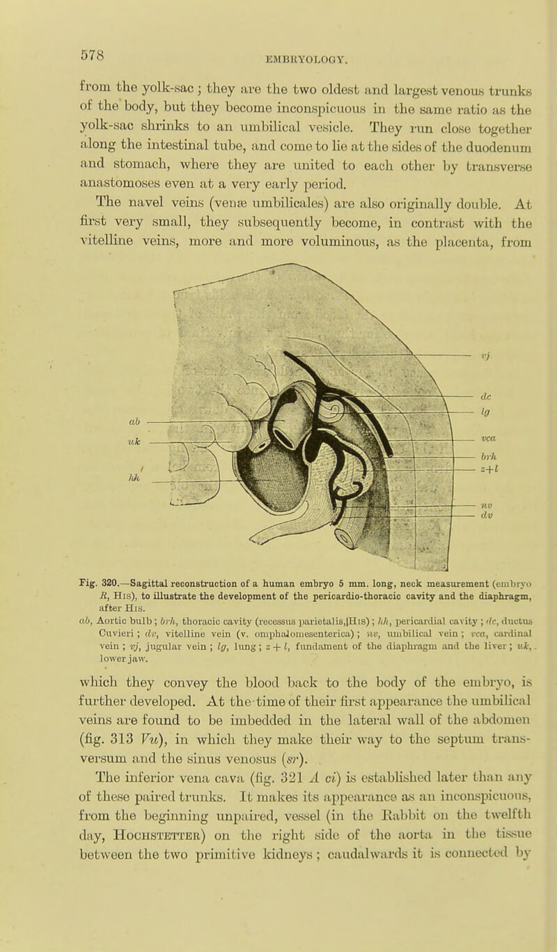 EMBRYOLOGY. from the yolk-sac; they are the two oldest and largest venous trunks of the body, but they become inconspicuous in the same ratio as the yolk-sac shrmks to an umbilical vesicle. They run close together along the intestinal tube, and come to lie at the sides of the duodenum and stomach, where they are united to each other by transverse anastomoses even at a very early period. The navel veins (vente umbilicales) are also originally double. At first very small, they subsequently become, in contrast with the vitelline veins, more and more voluminous, as the placenta, from Fig. 320.—Sagittal reconstruction of a human embryo 5 mm. long, neck measurement (embryo li, His), to illustrate the development of the perioardio-thoraoic cavity and the diaphragm, after His. ab, Aortic bulb; bi-h, thoracic cavity (recessus ijarietalia,lHis) ; hh, pericardial cavity ; <lc, ductus Cuvieri ; di; vitelline vein (v. omphiiloniesenterica) ; hv, uiubiliciil vein; t ea, cardinal vein; vj, jugular vein; Iff, lung; z + l, fimdiUnent of the diaphiagm and the liver; uk, lower jaw. which they convey the blood back to the body of the embryo, is further developed. At the time of their first appearance the umbilical vems are found to be imbedded in the lateral wall of the abdomen (fig. 313 Vu), in which they make theii' way to the septum trans- versum and the sinus venosus («?•). The inferior vena cava (fig. 321 A ci) is estabUshed later (han any of these paired triinks. It makes its appearance as an inconspicuous, from the beginning unpaired, vessel (in the Eabbit on the twelfth day, HocHSTErrER) on the right side of the aorta in the tissue between the two primitive kidneys ; caudalwards it is connected by