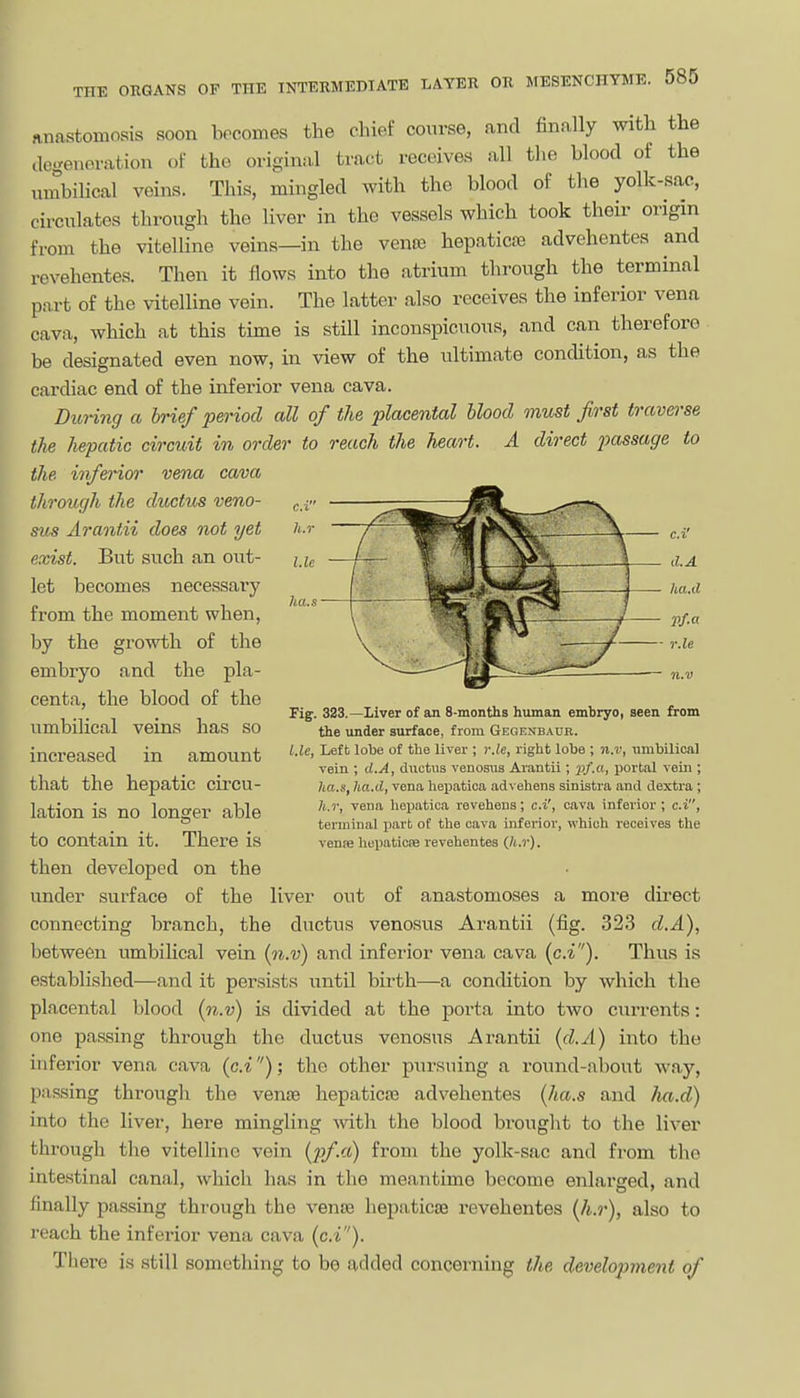 THE c.x h.r lie ha.s ■ - r.le anastomosis soon becomes the chief course, and finally with the Jc-eneration of the original tract receives all the blood of the umbiUcal veins. This, mingled with the blood of the yolk-sac, circulates through the liver in the vessels which took their origin from the vitelline veins—in the vente hepaticte advehentes and revehentes. Then it flows into the atrium through the terminal part of the vitelline vein. The latter also receives the inferior vena cava, which at this time is still inconspicuous, and can therefore be designated even now, in view of the ultimate condition, as the cardiac end of the inferior vena cava. Dunng a brief period all of the placental blood must first travei-se the hepatic circuit in order to reach the heart. A direct jmssage to the inferior vena cava through the dioctibs veno- sus Arantii does not yet exist. But such an out- let becomes necessary from the moment when, by the growth of the embryo and the pla- centa, the blood of the umbilical veins has so increased in amount that the hepatic circu- lation is no longer able to contain it. There is then developed on the under surface of the liver out of anastomoses a moi-e direct connecting branch, the ductus venosus Arantii (fig. 323 d.A), between umbiUcal vein {n.v) and infei'ior vena cava {c.i). Thus is established—and it persists until birth—a condition by which the placental blood {n.v) is divided at the porta into two currents: one passing through the ductus venosus Arantii {d.A) into the inferior vena cava {c.i); the other pursuing a round-about way, passing through the vense hepaticas advehentes {ha.s and ha.d) into the liver, here mingling with the blood brought to the liver through the vitelline vein {pf.d) from the yolk-sac and from the intestinal canal, which has in the meantime become enlarged, and finally passing through the venoe hepaticse revehentes {h.r), also to reach the inferior vena cava {c.i). There is still something to bo added concerning the development of Figf. 323.—Liver of an S-months human embryo, seen from the xinder surface, from Gegenbaur. Lie, Left lobe of the liver ; r.le, right lobe ; n.v, umbilical vein ; d.A, ductus venosus Arantii ; jj/.n, portal vein ; ha.s, lia.d, vena hepatioa advehens sinistra and dextra ; h.r, vena hepatica reveheus; c.i', cava inferior ; c.i, terminal part of the cava inferior, which receives the vente liei)atione revehentes (Ji.r).