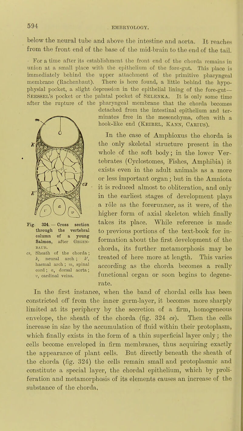 below the neural tube and above the intestine and aoi'ta. It reaches from the front end of the base of tlie mid-brain to the end of the tail. ■ For a time after its establishment the front end of the chorda remain.s in union at a small place with the e[)ithcliiini of tiio fore-giit. Tliis place is immediately behind the upper altachitient of the primitive pharyngeal membrane (Rachenhaut). There is here found, a little behind the hypo- physial pocket, a slight depression in the e]nthelial lining of the fore-gut— Seessel's pocket or the palatal pocket of 8elenka. It is only some time after the rupture of the pharyngeal membrane that the chorda becomes detached from the intestinal epithelium and ter- minates free in the mesenchyma, often with a hook-like end (Keibel, Kann, Cahius). In the case of Amphioxus the chorda Ls the only skeletal structure present in the whole of the soft body; in the lower Ver- tebrates (Cyclostomes, Fishes, Amphibia) it exists even in the adult animals as a more or less important organ ; but in the Amniota it is reduced almost to obHteration, and only in the earliest stages of development plays a role as the forerunner, as it were, of the higher form of axial skeleton which finally takes its place. While reference is made to previous portions of the text-book for in- formation about the first development of the chorda, its further metamorphosis may be treated of here more at length. This varies according as the chorda becomes a really functional organ or soon begins to degene- rate. In the first instance, when the band of chordal cells has been constricted off from the inner germ-layer, it becomes more sharply limited at its periphery by the secretion of a fii-m, homogeneous envelope, the sheath of the chorda (fig. 324 cs). Then the cells increase in size by the accumulation of fluid within their protoplasm, which finally exists in the form of a thin superficial layer only; the cells become enveloped in firm membranes, thus acquiring exactly the apjDearance of plant cells. But directly beneath the sheath of the chorda (fig. 324) the cells remain small and protoplasmic and constitute a special layer, the chordal epithelium, which by proli- feration and metamorphosis of its elements causes an increase of the substance of the chorda. Fig. 324. — Cross section through the vertehral column of a young Salmon, after Geqen- BAUR. CS, Sheath of the chorda; k, neural arch; i-', haemal arch; m, spinal cord; a, dorsal aorta; 1', cardinal veins.