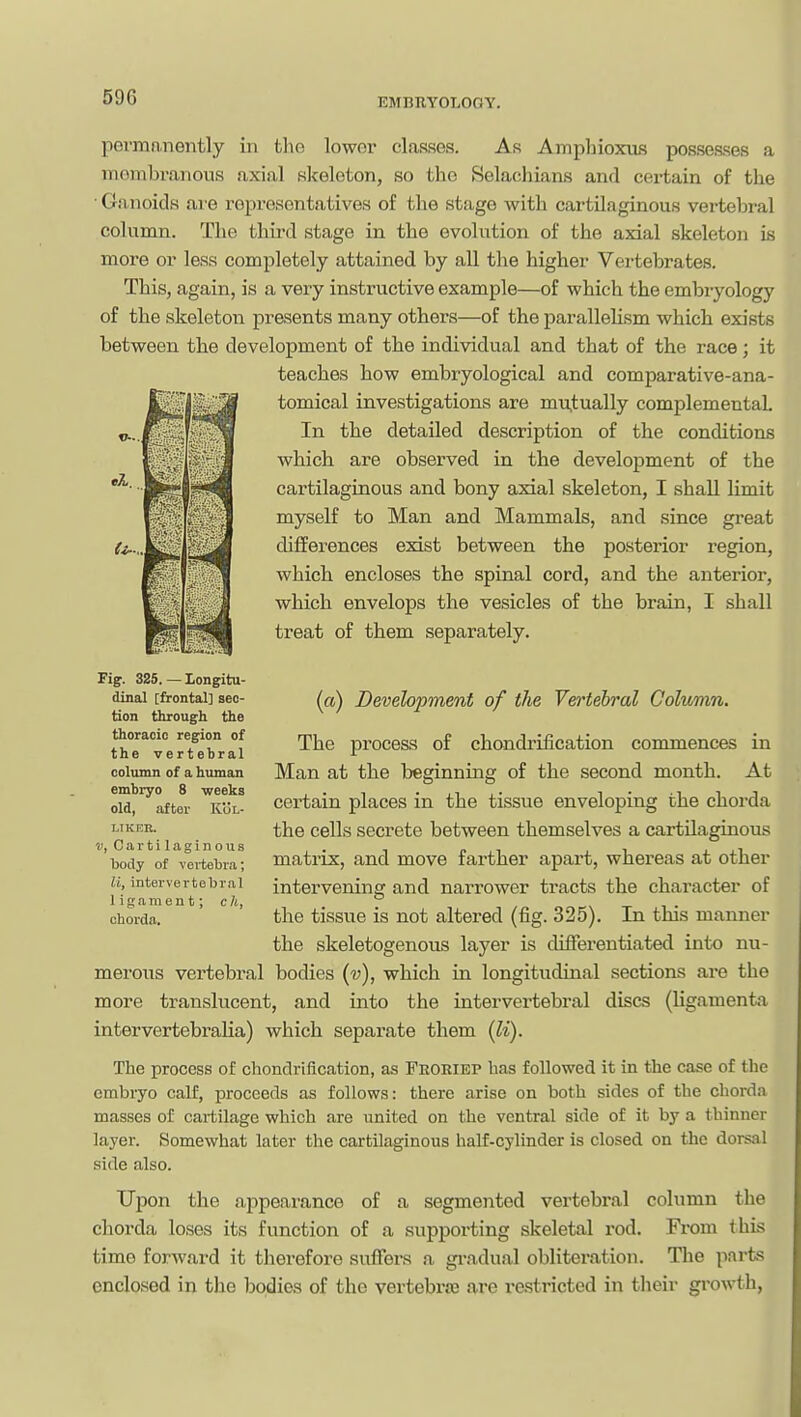 pevmnnently in tho lowor classes. As Ampliioxus possesses a moiiibraiious axial slceloton, so the Selacliians and certain of the • Ganoids are representatives of the stage with cartilaginous vertebral column. The third stage in the evolution of the axial skeleton is more or less completely attained by all the higher Vertebrates. This, again, is a very instructive example—of which the embryology of the skeleton presents many others—of the parallelism which exists between the development of the individual and that of the race; it teaches how embryological and comparative-ana- tomical investigations are mutually complementaL In the detailed description of the conditions which are observed in the development of the cartilaginous and bony axial skeleton, I shall limit myself to Man and Mammals, and since great differences exist between the posterior region, which encloses the spinal cord, and the anterior, which envelops the vesicles of the brain, I shall treat of them separately. (a) Development of the Vertebral Golvmn. The process of chondi'ification commences in Man at the beginning of the second month. At certain places in the tissue enveloping the chorda the cells secrete between themselves a cartilaginous matrix, and move farther apart, whereas at other intervening and narrower tracts the character of the tissue is not altered (fig. 325). In this manner the skeletogenous layer is differentiated into m;- merous vei-tebral bodies {v), which in longitudinal sections are the more translucent, and into the intervertebi-al discs (ligamenta intervertebralia) which separate them {li). The process of chondrification, as Feobibp has followed it in the case of the embryo calf, proceeds as follows: there arise on both sides of the chorda masses of cartilage which are united on the ventral side of it by a thinner layer. Somewhat later the cartilaginous half-cylinder is closed on the dorsal side also. Upon the appearance of a segmented vertebral column the chorda loses its function of a supporting skeletal rod. From this time forward it therefore suffers a gradual obliteration. The parts enclosed in the bodies of the vertebra3 are rastricted in their gi'owth, Fig. 325. — longitu- dinal [frontal] sec- tion through the thoracic region of the vertebral column of a human embryo 8 weeks old, after Kol- LIKEB. u, Cartilaginous body of vertebra; li, intervertebral I igament; cU, chorda.