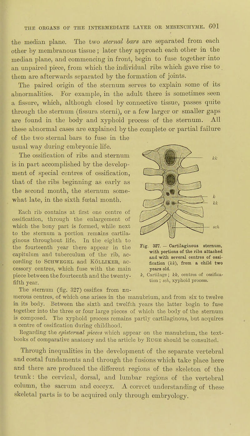 the median plane. The two stmial bars are separated from each other by membranous tissue ; later they approach each other in the median plane, and commencing in front, begin to fuse together into an unpau'ed piece, from which the individual ribs which gave rise to . them are afterwards separated by the formation of joints. The paired origin of the sternum serves to explain some of its abnormalities. ¥ov example, in the adult there is sometimes seen a fissure, which, although closed by connective tissue, passes quite through the sternum (fissura sterni), or a few larger or smaller gaps are found in the body and xyphoid process of the sternum. All these abnormal cases are explained by the complete or partial failure of the two sternal bars to fuse in the usual way duriug embryonic life. The ossification of ribs and sternum is in part accomplished by the develop- ment of special centres of ossification, that of the ribs beginning as early as the second month, the sternum some- what late, in the sixth fcetal month. Each rib contains at iirst one centre oJ: ossification, through the enlargement of ■which the bony part is formed, while next to the sternum a portion remains cartila- ginous throughout life. In the eighth to the fourteenth j-ear there appear in the capitulum and tuberculum of the rib, ac- cording to SCHWEGEL and KOLLIKEK, ac- cessory centres, which fuse with the main piece between the fourteenth and the twenty- fifth year. The sternum (fig. 327) ossifies from nu- merous centres, of which one arises in the manubrium, and from six to twelve in its body. Between the sixth and twelfth years the latter begin to fuse together into the three or four large pieces of which the body of the sternum is composed. The xyphoid process remains partly cartilaginous, but acquires a centre of ossification during childhood. Regarding the episternal 2neoes which appear on the manubrium, the text- books of comparative anatomy and the article by RuGE should be consulted. Through inequahties in the development of the separate vertebral and costal fundaments and through the fusions which take place here and there are produced the different regions of the skeleton of the trunk: the cervical, dorsal, and lumbar regions of the vertebral column, the sacrum and coccyx. A correct understanding of these skeletal parts is to be acquired only through embryology. Fig. 327. — Cartilaginous sternum, ■with portions of the ribs attached and ■with several centres of ossi- fication (ii), from a child two years old. it, Cartilage; kk, centres of ossifica- tion ; sell, xyphoid process.