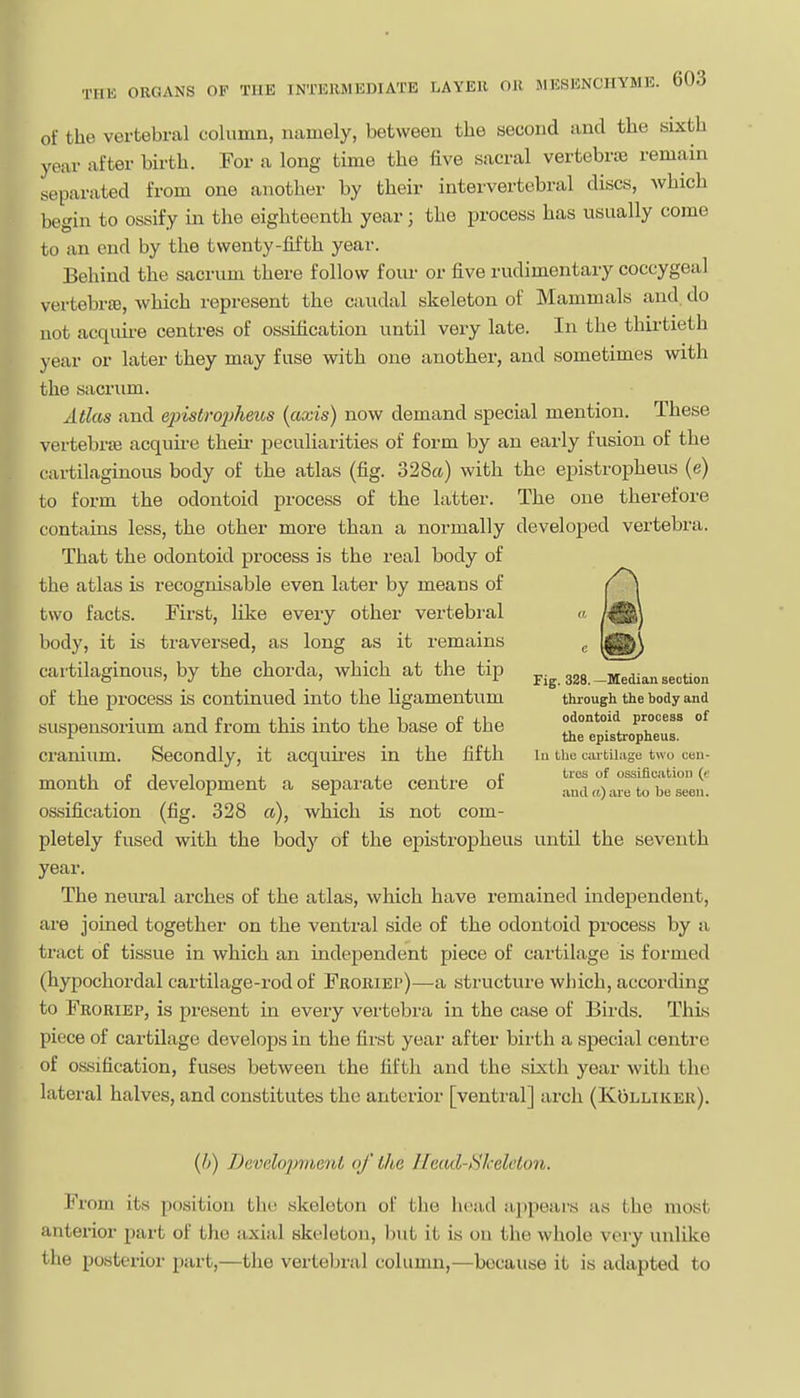 of the vertebral column, namely, between the second and the sixth year after birth. For a long time the five sacral vertebriB remain separated from one another by their intervertebral discs, which begin to ossify in the eighteenth year; the process has usually come to an end by the twenty-fifth year. Behind the sacrum there follow foiu- or five rudimentary coccygeal vertebrte, which represent the caudal skeleton of Mammals and. do not acquii'e centres of ossification until very late. In the thirtieth year or later they may fuse with one another, and sometimes with the sacrum. Atlas and qnstrojjheus (axis) now demand special mention. These vertebrjB acquire then- jaeculiarities of form by an early fusion of the cartilaginous body of the atlas (fig. 328rt) with the epistropheus (e) to form the odontoid process of the latter. The one therefore contains less, the other more than a normally developed vertebra. That the odontoid process is the real body of the atlas is recognisable even later by means of two facts. First, like every other vertebral « body, it is traversed, as long as it remains , cartilaginous, by the chorda, which at the tip pig. ggg. _^an section of the process is continued into the ligamentum through the body and suspensorium and from this into the base of the thepisteopeur cranium. Secondly, it acquii'es in the fifth in Uie cartilage two ceu- ., r. T 1 , , r tros of ossification (e month of development a separate centre of ana«) are to be seen, ossification (fig. 328 a), which is not com- pletely fused with the body of the epistropheus until the seventh year. The neural arches of the atlas, which have remained independent, are joined together on the ventral side of the odontoid process by a tract of tissue in which an independent piece of cartilage is formed (hypochordal cartilage-rod of Froriei')—-a structure which, according to Froriep, is present in every vertebra in the case of Birds. This piece of cartilage develops in the fii'st year after birth a special centre of ossification, fuses between the fifth and the sixth year with the lateral halves, and constitutes the anterior [ventral] arch (KOlliker). {b) Devdojmieni of the IleculSkelelon. From its position the skeleton of the head appears as the most anterior part of the axial skeleton, but it is on the whole very unlike the posterior part,—the vertebral column,—because it is adapted to