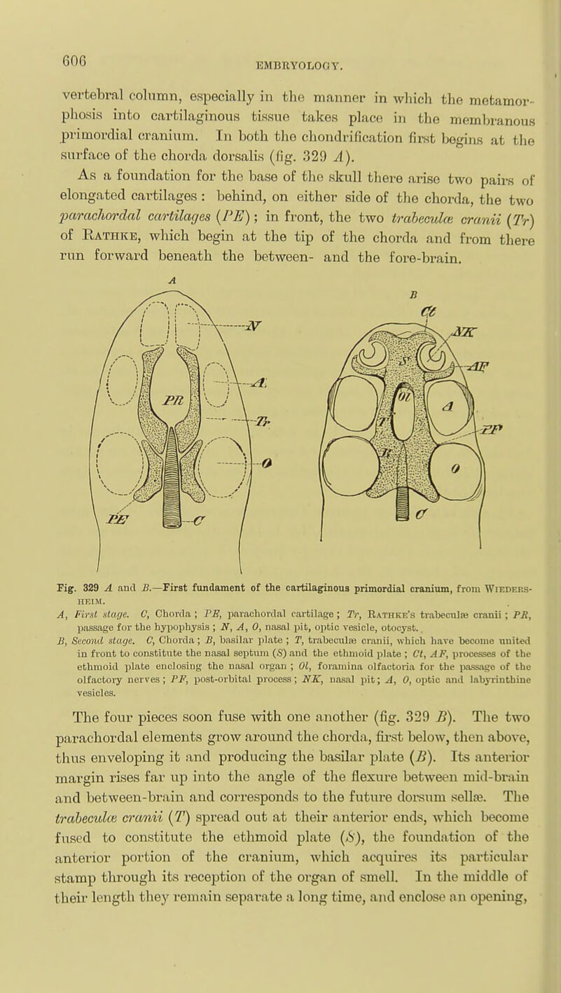 vertebral column, especially in the manner in which the metamor- phosis into cartilaginous tissue takes place in the membranous primordial cranium. In both tho chondrification first begins at the surface of the chorda dorsalis (fig. 329 A). As a foundation for tho base of tho skull there arise two pairs of elongated cartilages : behind, on either side of tlio chorda, the two parachordal cartilages {PE); in front, the two traheculce cranii (Tr) of Eathke, which begin at the tip of the chorda and from there run forward beneath the between- and the fore-brain. Fig. 329 A and B.—First fundament of the cartilaginous primordial cranium, from Wieders- IIF.IM. A, First stage. C, Chorda ; PS, imiachoidal cartilage ; Tr, Rathke's trabecniaa cranii ; PR, passage for the hypophysis ; N, A, 0, nasal pit, optic vesicle, otocyst.. S, Second stage. C, Chorda; B, basilar plate ; T, trabeculie cranii, which have become united in front to constitute the uasal septum (S) and the etlinioid plate ; CI, AF, processes of the ethmoid plate enclosing the nasal organ ; 01, foramina olfactoria for the jMUSsjige of the olfactory nerves; PF, post-orbital process; NE, nasal pit; A, 0, optic .md labyrinthine vesicles. The four pieces soon fuse with one another (fig. 329 B). The two parachordal elements grow around the chorda, first below, then above, thus enveloping it and producing the basilar plate {B). Its anterior margin rises far up into the angle of the flexui-e between mid-brain and between-brain and corresponds to the future doi-sum sellre. Tlie traheculce cranii (T) spread out at their anterior ends, Avhich become fused to constitute the ethmoid plate (S), the foundation of the anterior portion of the cranium, which acquires its particular stamp through its reception of the organ of smell. In the middle of theii' length they remain sepai'ate a long time, and enclose an opening.