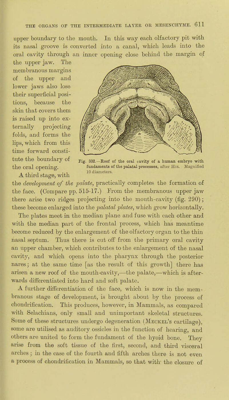 upper boundary to the mouth. In this way each olfactory pit with its nasal groove is converted into a canal, which leads into the oral cavity through an inner oneninff close behind the margin of the upper jaw. The membranous margins of the upper and lower jaws also lose their superficial posi- tions, because the skin that covers them is raised up into ex- ternally projecting folds, and forms the lips, which from this time forward consti- tute the boundary of the oral opening. A third stage, with the develojiment of the 2}cdate, practically completes the formation of the face. (Compare pp. 515-17.) From the membranous upper jaw there arise two ridges projecting into the mouth-cavity (fig. 290); these become enlarged into the pcdatal jilates, which grow horizontally. The plates meet in the median plane and fuse with each other and with the median pai't of the frontal process, which has meantime become reduced by the enlargement of the olfactory organ to the thin nasal septum. Thus there is cut off from the primary oral cavity an upper chamber, which contributes to the enlargement of the nasal cavity, and wliich opens into the pharynx through the posterior nares; at the same time [as the result of this growth] there has arisen a new roof of the mouth-cavity,—the palate,—which is after- wards differentiated into hard and soft palate. A further differentiation of the face, which is now in the mem- branous stage of development, is brought about by the process of chondrification. This produces, however, in Mammals, as compared with Selachians, only small and unimportant skeletal structures. Some of these structures undergo degeneration (Meckel's cartilage), some are utilised as auditory ossicles in the function of hearing, and others are united to form the fundament of the hyoid bone. They arise fi'om the soft tissue of the first, second, and third visceral arches ; in the case of the fourth and fifth arches there is not even a process of chondrification in Mammals, so that with' the closure of Fig. 332.—Roof of the oral cavity of a human embryo with fundaments of the palatal processes, after His. Magnified 10 diameters.