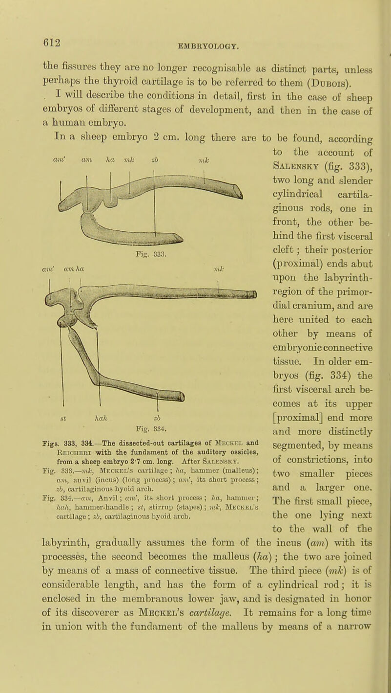 EMBRYOLOGY. the fissures they are no longer recognisable as distinct parts, unless perhaps the thyi'oid cartilage is to be referred to them (Dubois). , I will describe the conditions in detail, first in the case of sheep embryos of different stages of development, and then in the case of a human embryo. In a sheep embryo 2 cm. long there are to be found, according to the account of Salensky (fig. 333), two long and slender cylindrical cartila- ginous rods, one in front, the other be- hind the first visceral cleft; their posterior (proximal) ends abut upon the labyi-inth- region of the piimor- dial cranium, and are here xinited to each other by means of embryonic connective tissue. In older em- bryos (fig. 334) the first visceral arch be- comes at its upper [proximal] end more and more distinctly segmented, by means of constrictions, into two smaller pieces and a larger one. The fii-st small piece, the one lying next to the wall of tlie labyrinth, gradually assumes the form of the incus (a?«) with its processes, the second becomes the malleus (ha); the two are joined by means of a mass of connective tissue. The third piece (mk) is of considerable length, and has the form of a cylindrical rod; it is enclosed in the membranous lower jaw, and is designated in honor of its discoverer as Meckel's cartilage. It remains for a long time in union with the fundament of the malleus by means of a narrow am' am ha mk zb lak St hah zb Fig. 334. Figs. 333, 334.—The dissected-out cartilages of Meckel and Reiciiert with the fundament of the auditory ossicles, from a sheep embryo 2 7 cm. long. After Sai,en.sky. Fig. 333.—mk, SIeokel's cartilage ; hu, hammer (mallexis); am, auvil (incus) (long process) ; am', its short process; zb, cartilaginous hyoid arch. Fig. 334.—am. Anvil; am', its .short process; ha, htuiiiiier; hall, hammer-handle; si, stirr\ip (stajjes); mk, Meckel's cartilage; zb, cartihigiiious hyoid arch.