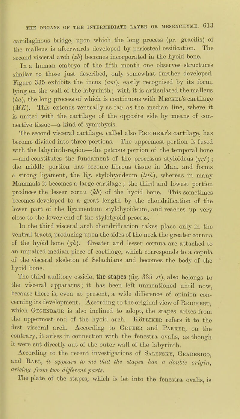 cartilaginons bridge, upon which the long process (pr. gracilis) of the malleus is afterwards developed by periosteal ossification. The second visceral arch (zb) becomes incorporated in the hyoid bone. In a human embryo of the fifth month one observes structures similar to those just described, only somewhat further developed. Figure 335 exhibits the incus (am), easily recognised by its form, Ilying on the wall of the labyi-inth; with it is articulated the malleus (ha), the long process of which is continuous with Meckel's cartilage (MK). This extends ventrally as far as the median line, where it is united with the cartilage of the opposite side by means of con- nective tissue—a kind of symphysis. The second visceral cartilage, called also Reichert's cartilage, has become divided into three portions. The uppermost portion is fused with the labyrinth-region—the petrous portion of the temporal bone —and constitutes the fundament of the processus styloideus (gj'f); the middle portion has become fibrous tissue in Man, and forms a strong ligament, the lig. stylohyoideum (Isth), whereas in many ^ Mammals it becomes a large cartilage ; the third and lowest portion ^ produces the lesser cornu (M) of the hyoid bone. This sometimes becomes developed to a great length by the chondrification of the lower part of the ligamentum stylohyoideum, and reaches up very close to the lower end of the stylohyoid process. In the third visceral arch chondrification takes place only in the ventral tracts, producing upon the sides of the neck the greater cornua of the hyoid bone (gh). Greater and lesser cornua are attached to an unpaired median piece of cartilage, which corresponds to a copula of the visceral skeleton of Selachians and becomes the body of the ^ hyoid bone.  The third auditory ossicle, the stapes (fig. 335 st), also belongs to the visceral apparatus; it has been left unmentioned until now, because there is, even at present, a wide difterence of opinion con- cerning its development. According to the oiiginal view of Reichert, which Gegenbaur is also inclined to adopt, the stapes arises from the uppermost end of the hyoid arch. Kolliker refers it to the first visceral arch. According to Gruber and Parker, on the contrary, it arises in connection with the fenestra ovalis, as though it were cut directly out of the outer wall of the labyrinth. According to the recent investigations of Salensky, Gradenigo and Rabl, it appears to me that the stapes has a double origin, a/rising from two different parts. The plate of the stapes, which is let into the fenestra ovalis, is