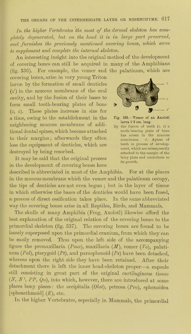 In the higher Vertebrates the most of the de^'inal skeleton has com- pletely decieneratecl, hut on the head it is in large ^xw'^ ^jresCT-vecZ, and furnishes the previously mentioned covering bones, which sei've to supplement and complete the internal skeleton. An interesting insight into the original method of the development of covering bones can still be acquired in many of the Amphibians (fig. 330). For example, the vomer and the palatinum, which are covering bones, arise in very young Triton larvtB by the formation of small denticles (s') in the mucous membrane of the oral cavity, and by the fusion of their bases to form small tooth-bearing plates of bone {z, z). These plates increase in size for a time, owing to the establishment in the neighboring mucous membrane of addi- tional dental spines, which become attached to their margins; afterwards they often lose the eqiupment of denticles, which are destroyed by being resorbed. It may be said that the original process in the development of covering bones here described is abbreviated in most of the Amphibia. For at the places in the mucous membrane which the vomer and the palatinum occupy, the tips of denticles are not even begun; but in the layer of tissue in which otherwise the bases of the denticles would have been fused, a process of direct ossification takes place. In the same abbreviated way the covering bones arise in all Reptiles, Birds, and Mammals. The skulls of many Amphibia (Frog, Axolotl) likewise afford the best explanation of the original relation of the covering bones to the primordial skeleton (fig. 337). The covering bones are found to be loosely superposed upon the primordial cranium, from which they can be easily removed. Thus upon the left side of the accompanying figure the premaxillaria {Pmx), maxillaria {M), vomer (Fo), palati- num {PaT), pterygoid {Pt), and paraspbenoid (Ps) have been detached, whereas upon the right side they have been retained. After their detachment there is left the inner head-skeleton proper—a capsule still consisting in great part of the original cartilaginous tissue (iV, iV', PP, Qio), hito which, however, there are introduced at some places bony pieces: the occipitalia (Olat), petrosa {Pro), sphenoidea [sphenethmoid] (E), etc. In the higher Vertebrates, especially in Mammals, the primordial Fig. 336.—Vomer of an Axolotl larva 1-3 cm. long. By the fusion of teeth (z. z) a tooth-bearing plate of bone has arisen in the mucous membrane. ^, Apices of teeth in iirooess of develop- ment, which are subsequently attached to the margin of the bony plate and contribute to its growth.