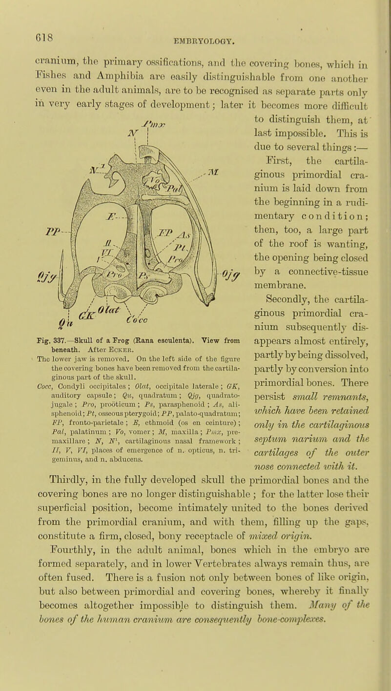 cranium, the primary oHsificationa, and the covering bones, which in Fishes and Amphibia are easily distinguishable from one another even in the adult animals, are to be recognised as separate parts only in very early stages of development; later it becomes more difficult to distinguish them, af last impossible. This is due to several things:— First, the cartila- ginous primordial cra- nium is laid down from the beginning in a rudi- mentary condition; then, too, a large part of the roof is wanting, the opening being closed by a connective-tissue membrane. Secondly, the cartila- ginous primordial cra- nium subsequently dis- appears almost entii-ely, partly by being dissolved, partly by conversion into primordial bones. There persist small remnants, which have heen retained mily in the cartilaginous sejytum narium and the cartilages of the outer nose connected loith it. Thirdly, in the fully developed skull the primordial bones and the covering bones are no longer distinguishable ; for the latter lose their superficial position, become intimately united to the bonas dei-ived from the primordial cranium, and with them, filling up the gaps, constitute a fi.rm, closed, bony receptacle of mixed, o^-igin. Fourthly, in the adult animal, bones which in the embrj'o ai'e formed separately, aiad in lower Vertebrates always remain thus, are often fused. There is a fusion not only between bones of like origin, but also between primordial and covering bones, whereby it finally becomes altogether impossible to distinguish them. Many of the hones of the human cranivmi are conseqriently hone-complexes. Fig. 337.—Skull of a Frog (Kana esoulenta). View from beneath. After Ecker. Tho lower jaw is removod. On the left side of the figure the covering bones have heen I'emoved from the cai'tila- ginons part of the skull. Coco, Condyli occiintalos ; Olal, oociiiitale laterale; GK, auditory capsule; Qv,, qiiadratum; Cjs, quadrato- jugale ; Pro, ijrooticum ; Ps, parasphenoid ; As, ali- sphonoid; PI, osseous pterygoid; PP, palato-qu.adratvuu; FP, f ronto-imrietale ; E, ethmoid (os en ceinture); Pal, palatinuni; Vo, vomer; M, maxilla; Pii\x, pro- maxillare; N, N', cartilaginous nasal framework; //, V, VI, places of emergence of n. ojiticus, n. tri- geminus, and n. abducens.