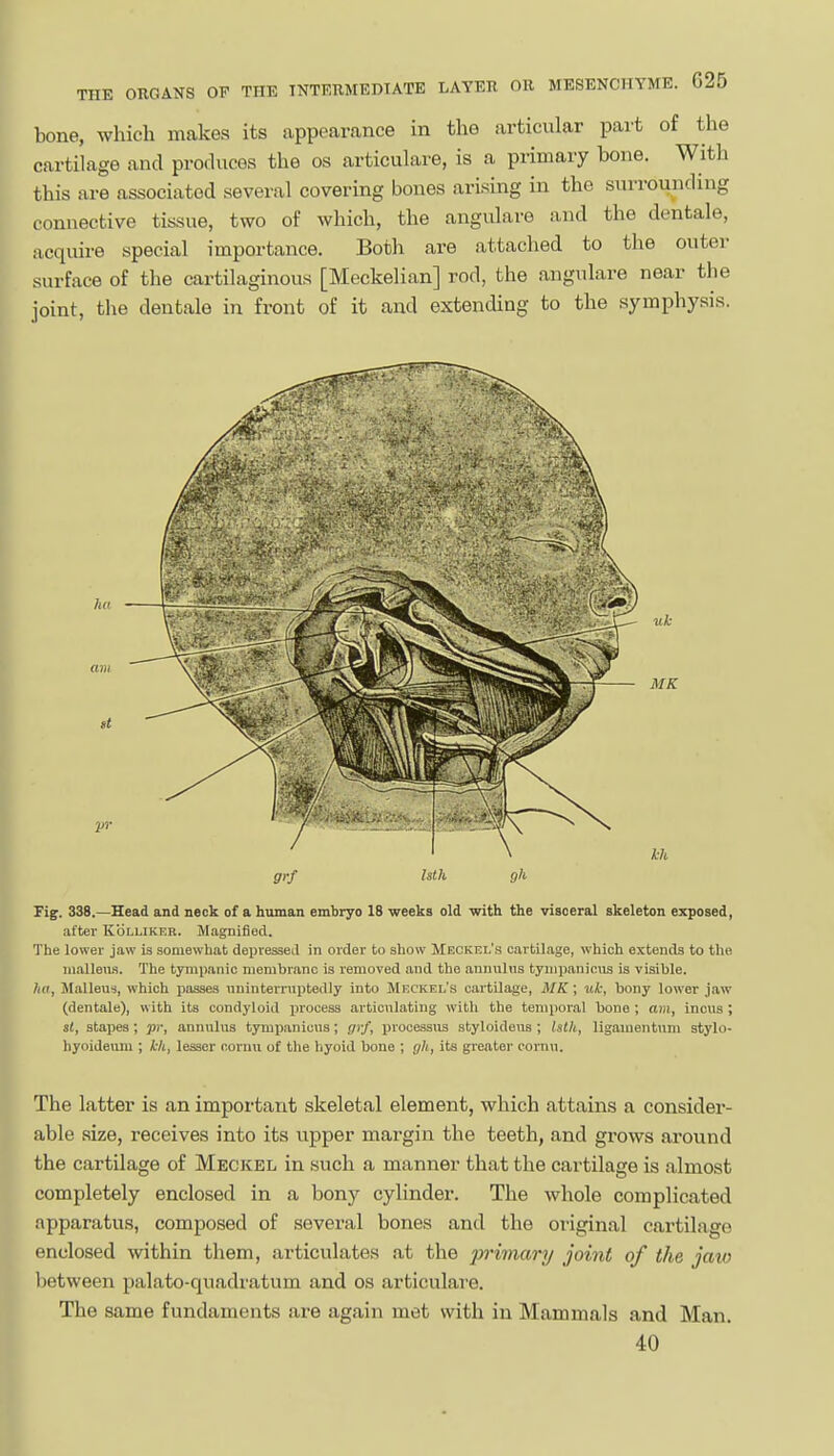 bone, which makes its appearance in the articular pai't of the cartilage and produces the os articulare, is a primary bone. With this are associated several covering bones arising in the surrounding connective tissue, two of which, the angulare and the dentale, acquire special importance. Both are attached to the outer surface of the cartilaginous [Meckelian] rod, the angulare near the joint, the dentale in front of it and extending to the symphysis. grf Istli gh Fig. 338.—Head and neck of a human embryo 18 weeks old with the visceral skeleton exposed, after Kolliker. MagDified. The lower jaw la somewhat depressed in order to show Meckel's cartilage, which extends to the inalleua. The tympanic nienibranc is removed and the annuliis tyiiipaniciis is visible. Iw, Malleu-s, which passes nninternipteilly into Meckel's cartilage, MK; iik, bony lower jaw (dentale), with its condyloid jirocess articulating with the temporal bone ; am, incus; si, stapes; pr, annuhis tymiianicus; ryi/, ijrocessus styloideus ; Islh, ligaiuentum stylo- hyoidemu ; kh, lesser cornii of the hyoid bone ; gh, its greater cornn. The latter is an important skeletal element, which attains a consider- able size, receives into its upper margin the teeth, and grows around the cartilage of Meckel in such a manner that the cartilage is almost completely enclosed in a bony cylinder. The whole complicated apparatus, composed of several bones and the original cartilage enclosed within them, articulates at the jyrimary joint of the jaw between palato-quadratum and os articulare. The same fundaments are again met with in Mammals and Man. 40